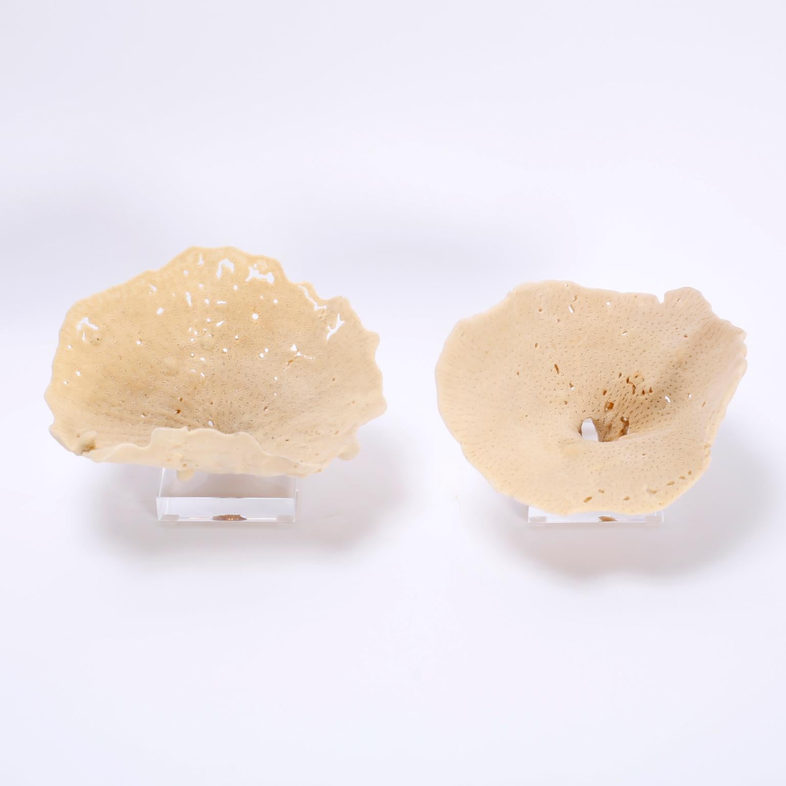 Authentic pair of sea sponges with ocean inspired soothing color and organic texture and form. Presented on Lucite stands to enhance the sculptural elements.
Priced individually.

Measures: Left: H 6.5, W 9.5, D 7
Right: H 6, W 9, D 8.5.