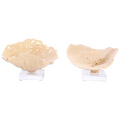 Pair of Sea Sponge Specimens on Lucite, Priced Individually