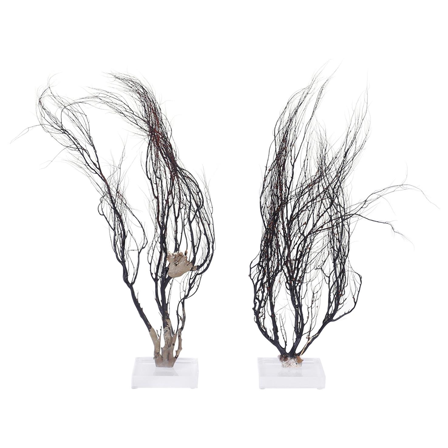Pair of Sea Whip Specimen Sculptures, Priced Individually For Sale