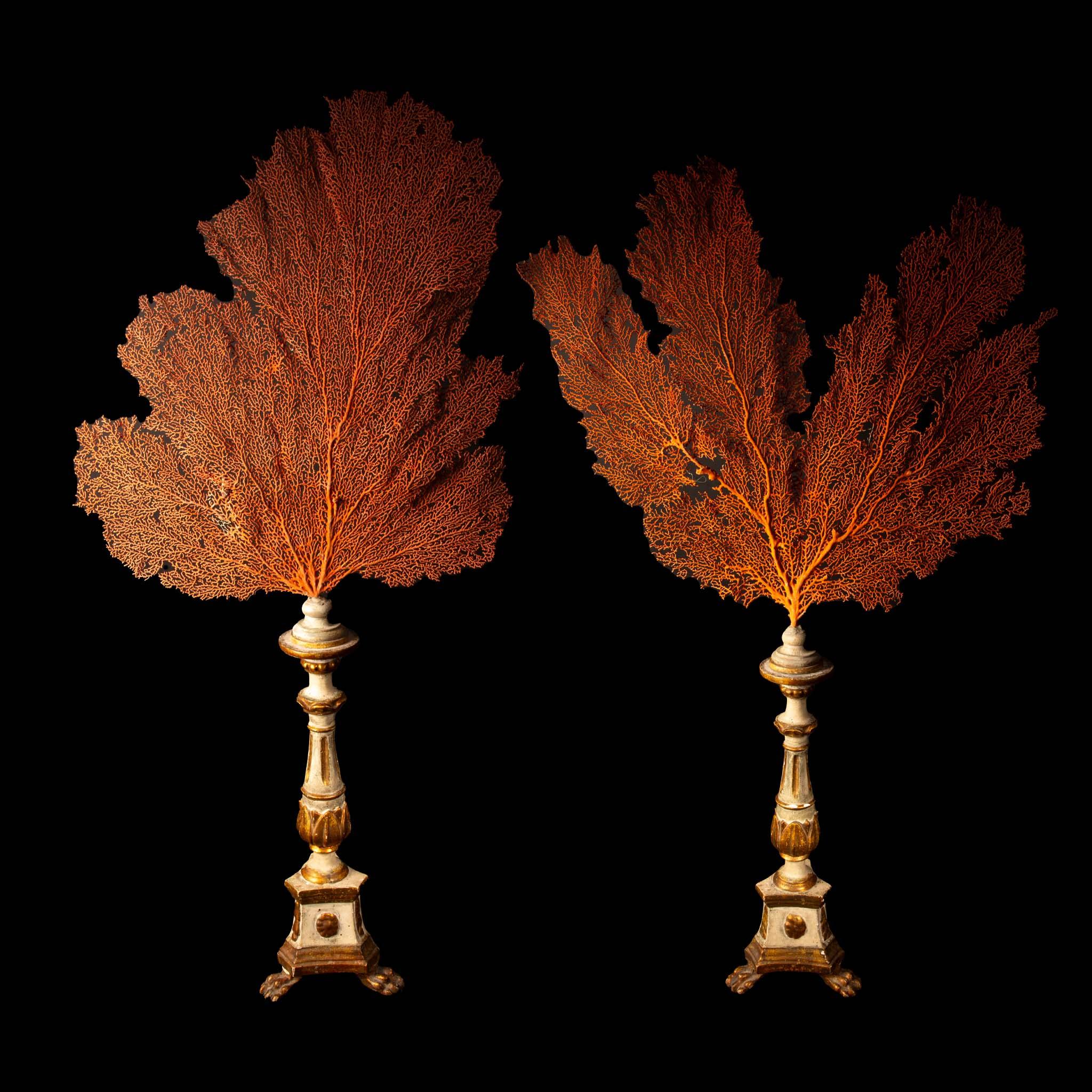 Pair of Seafans Mounted on a 19th Century Italian Gilt and Painted Bases For Sale 7