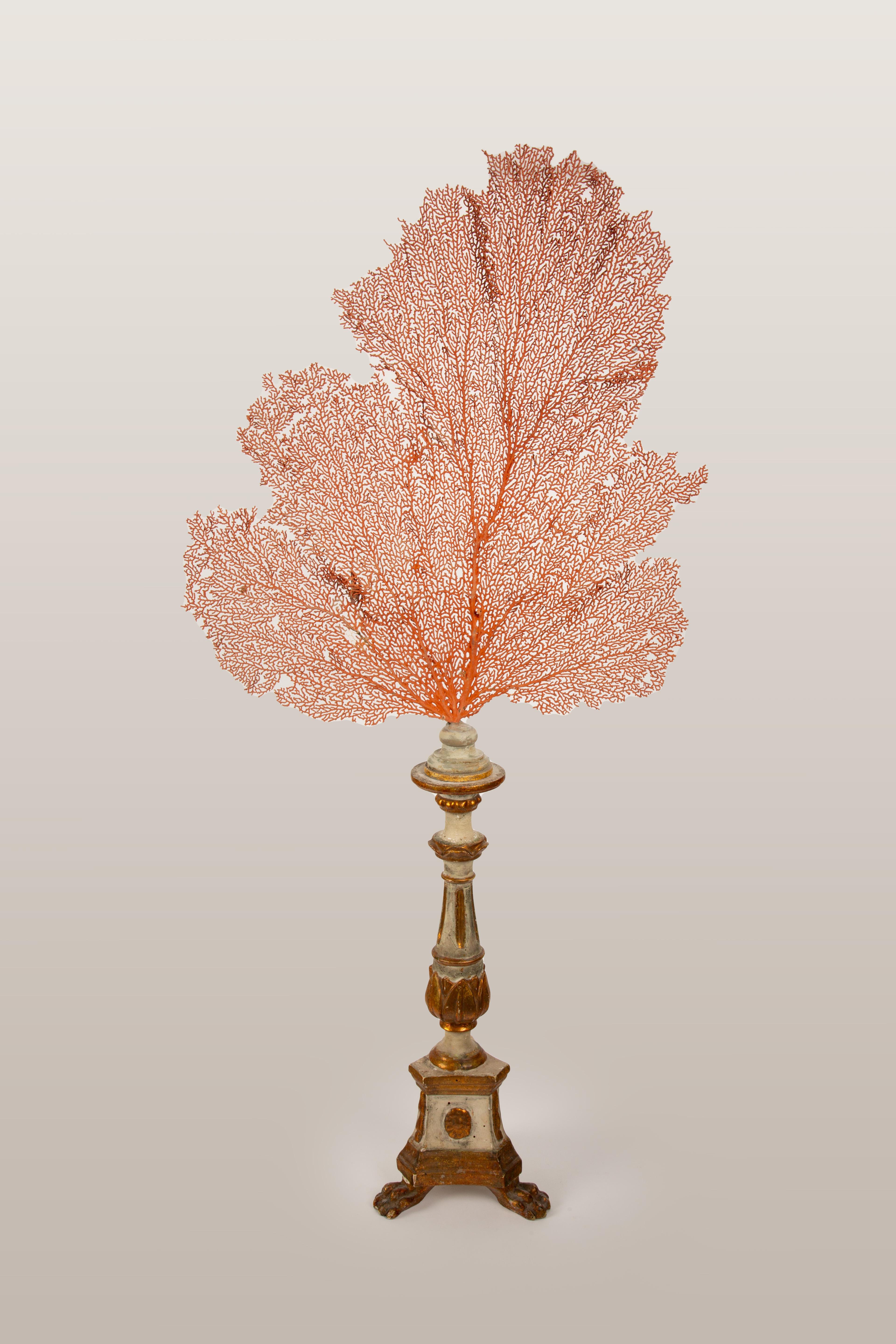 This is a pair of striking red seafans, elegantly mounted on bases from 19th-century Italy. The bases are exquisitely crafted, featuring ornate gilt detailing and hand-painted finishes that highlight the period's rich artistic heritage. The vivid