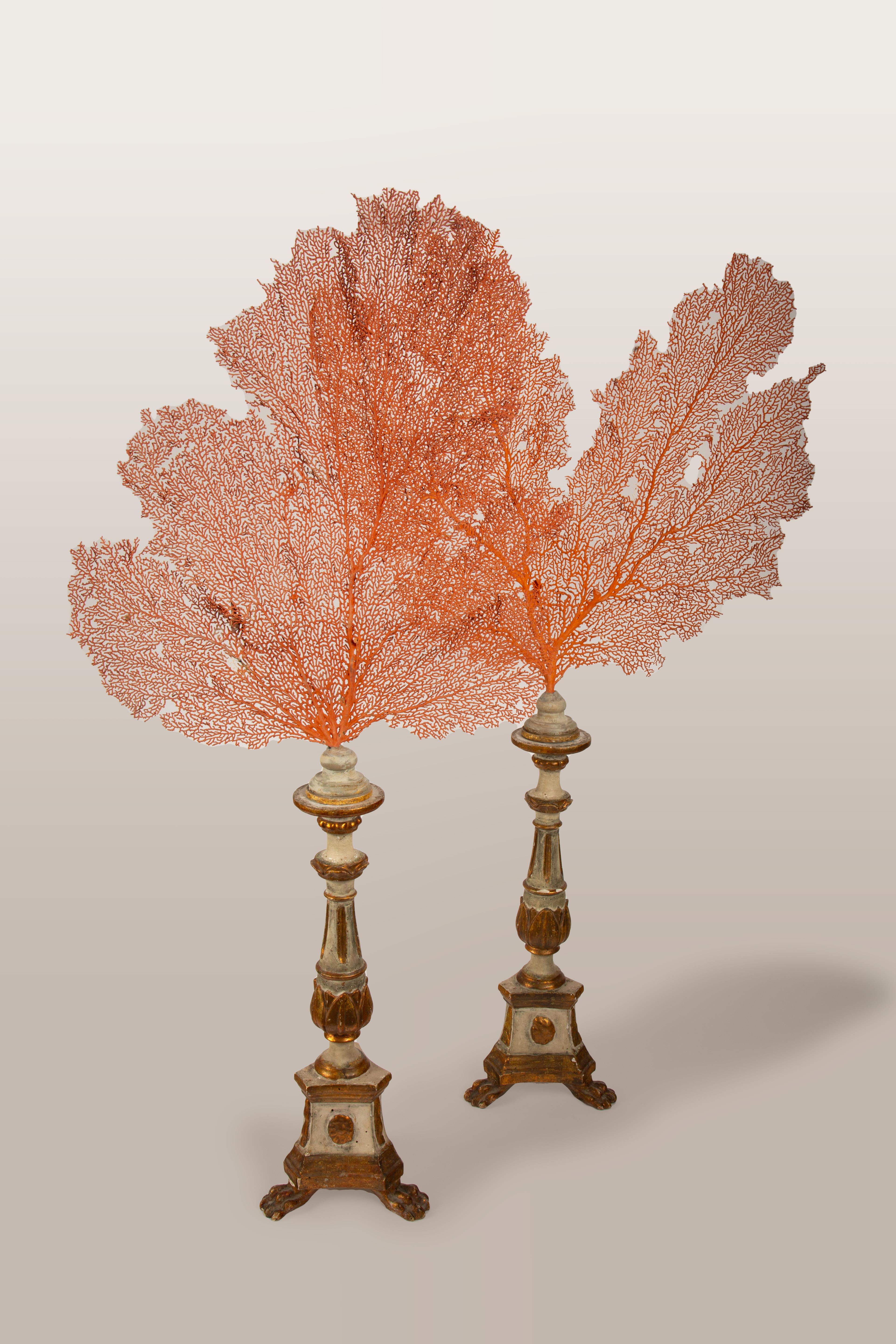 Pair of Seafans Mounted on a 19th Century Italian Gilt and Painted Bases In Excellent Condition In New York, NY