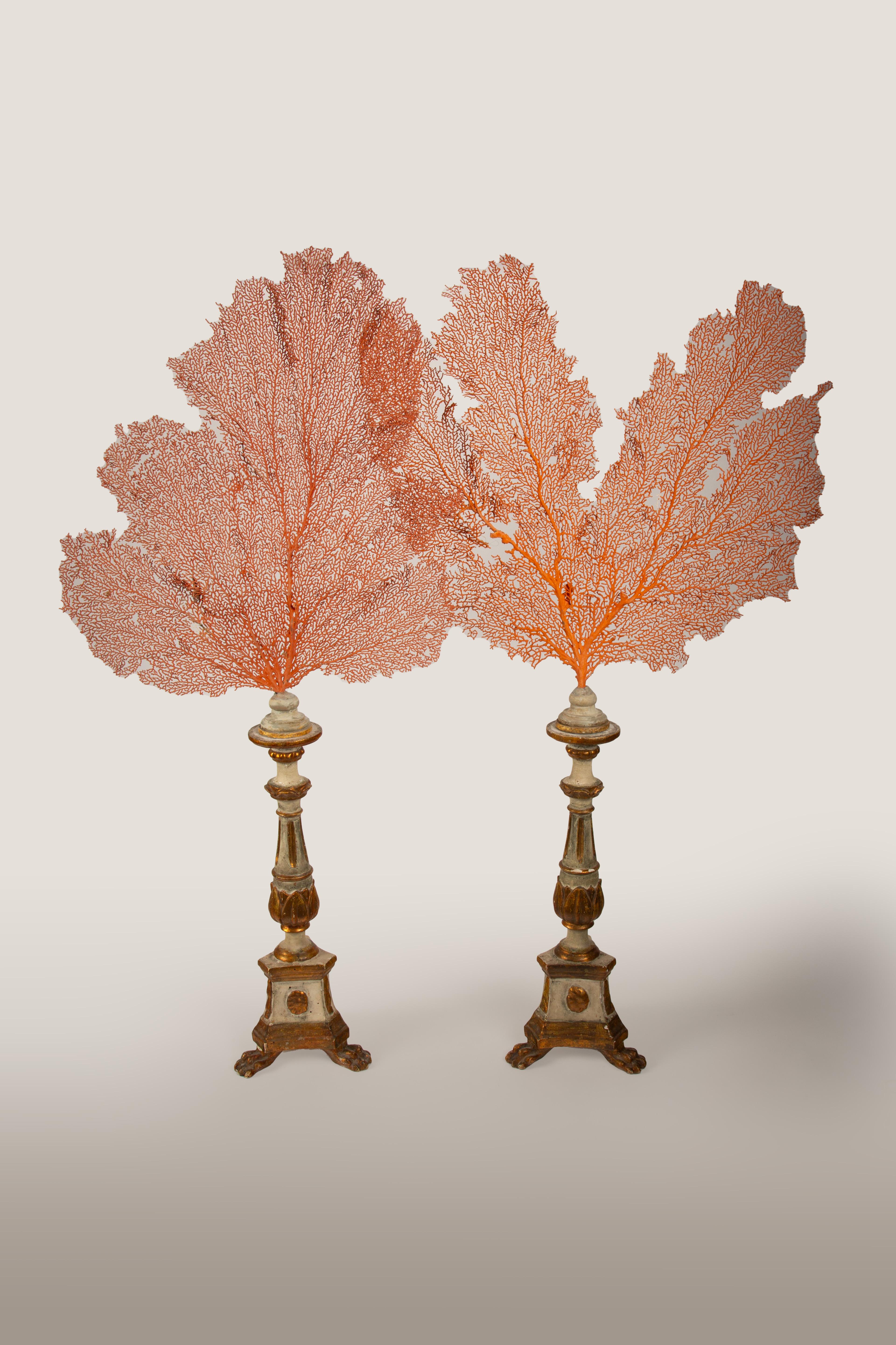 Giltwood Pair of Seafans Mounted on a 19th Century Italian Gilt and Painted Bases