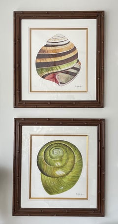 Pair of Shell Lithographs by Botanical Artist John Matthew Moore