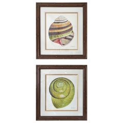 Pair of Shell Lithographs by Botanical Artist John Matthew Moore