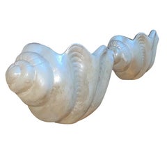 Pair of Shell Sconces.