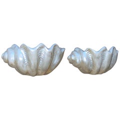 Pair of Shell Sconces. 