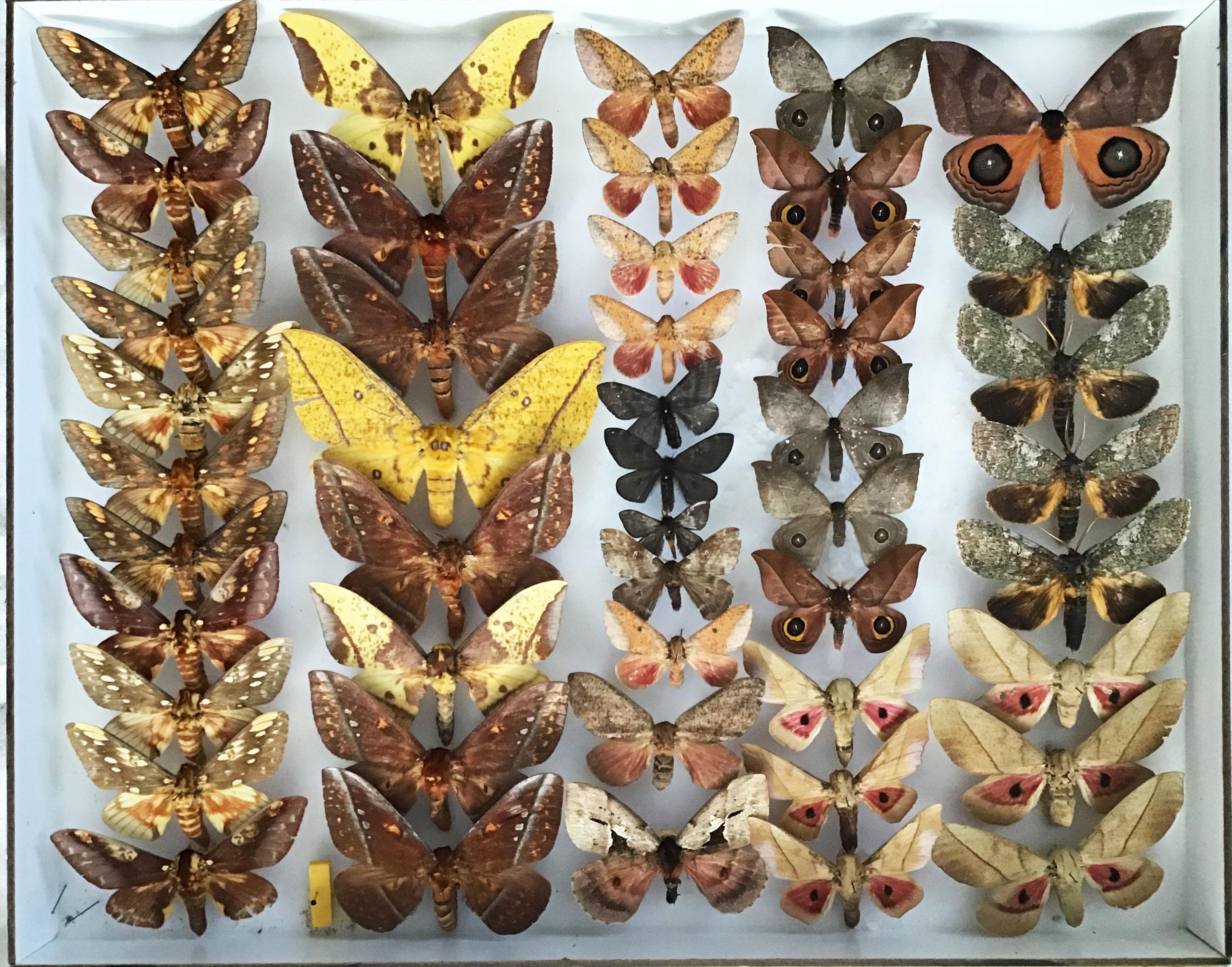 Pair of vintage display cases filled with rare and exotic silk Saturniidae moths from around the world. 

This specific collection was decommissioned from the esteemed Natural History Museum in Belgium. The display cases are from the 1960s and the
