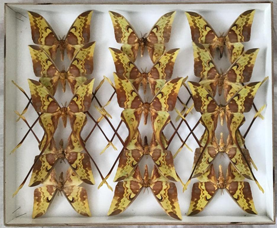 Pair of vintage display cases filled with exotic silk moths from around the world including a full case of spectacular long tailed Sulawesi Moon moths.

This specific collection is from the esteemed Natural History Museum in Belgium. The display