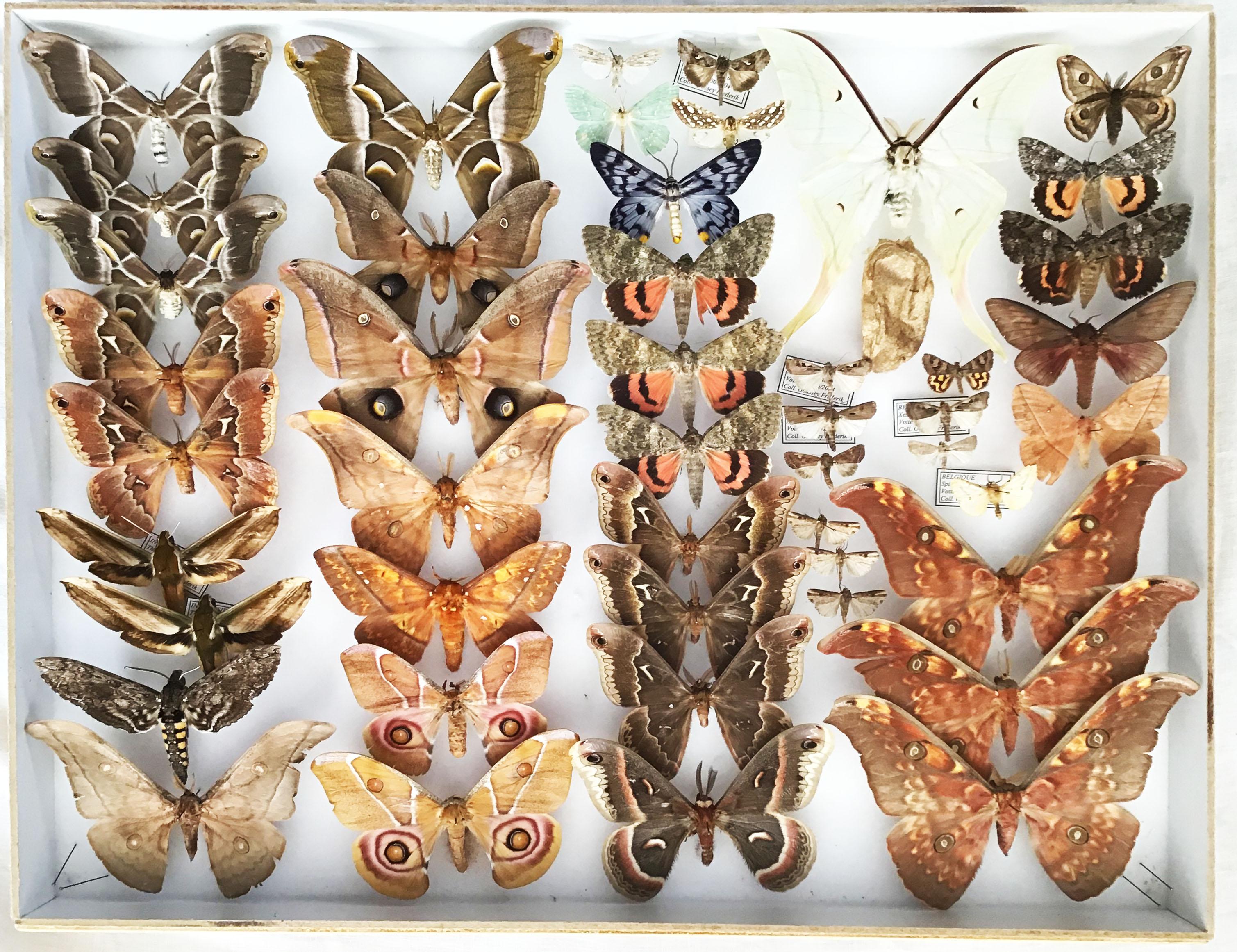 Pair of Silk Moth Display Cases In Excellent Condition In Larkspur, CA