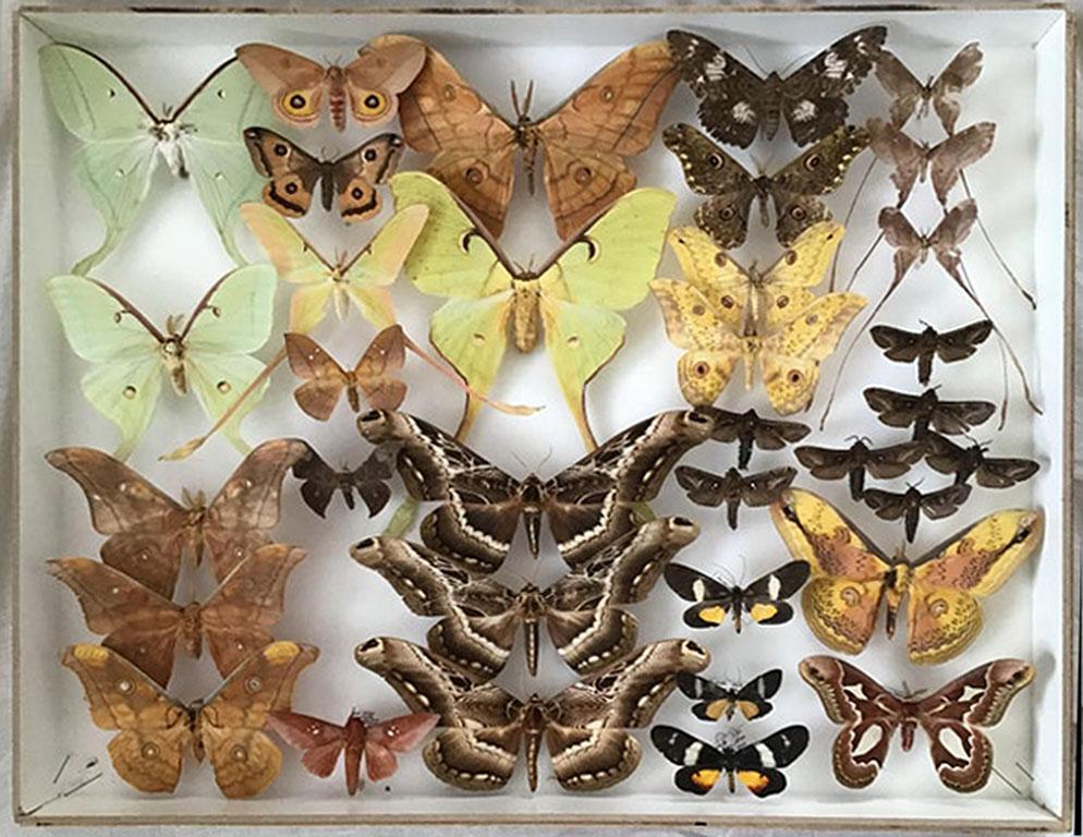 Pair of Silk Moth Display Cases In Excellent Condition In Larkspur, CA