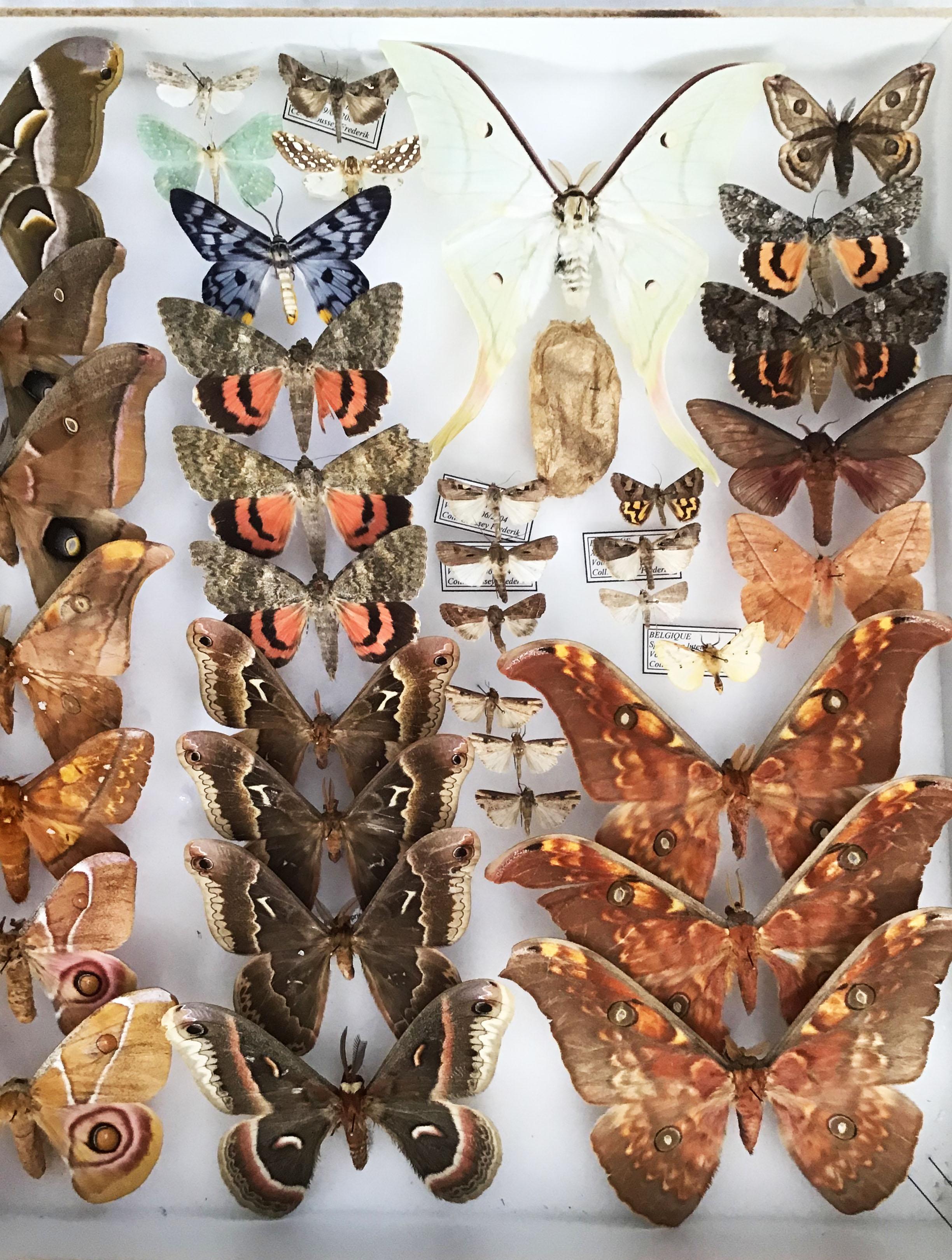 20th Century Pair of Silk Moth Display Cases