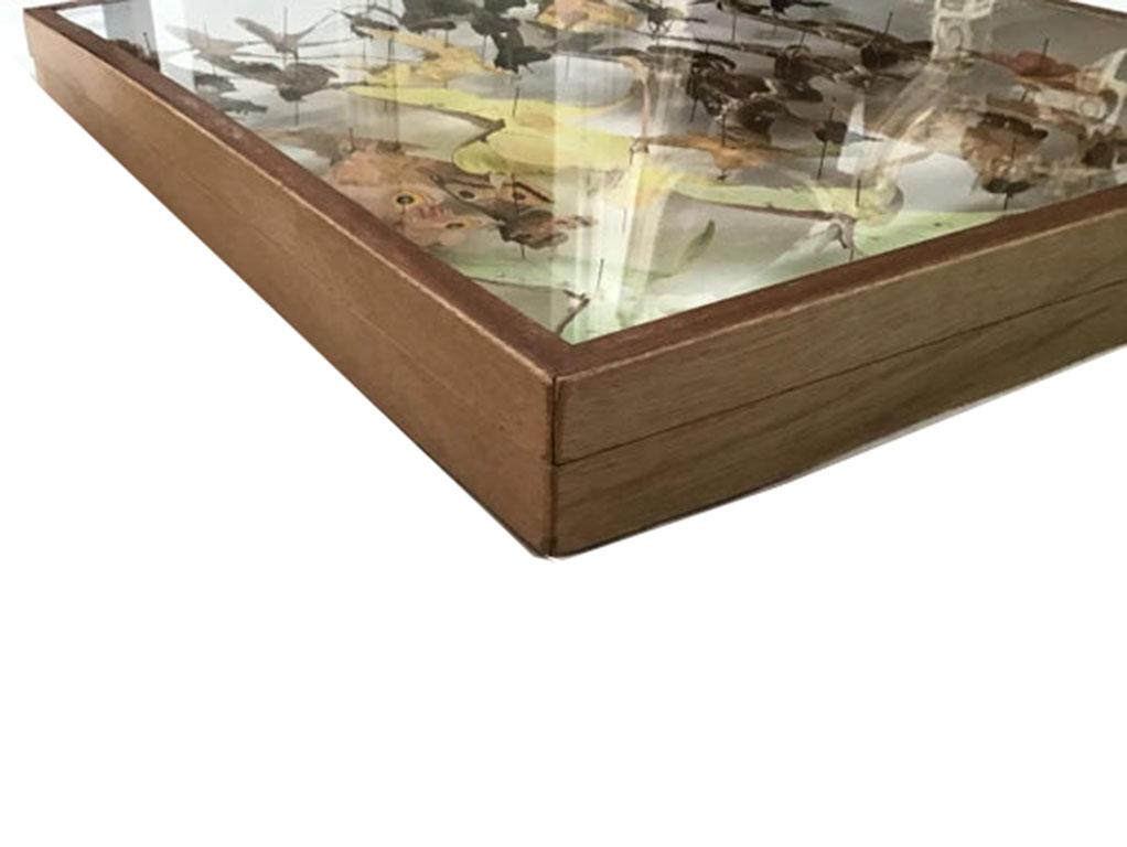 20th Century Pair of Silk Moth Display Cases