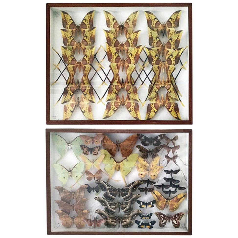 Pair of Silk Moth Display Cases