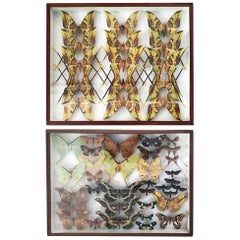 Pair of Silk Moth Display Cases