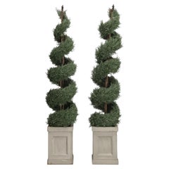 Pair of Six-Foot High Topiary Spiral Shaped Cedar Plants
