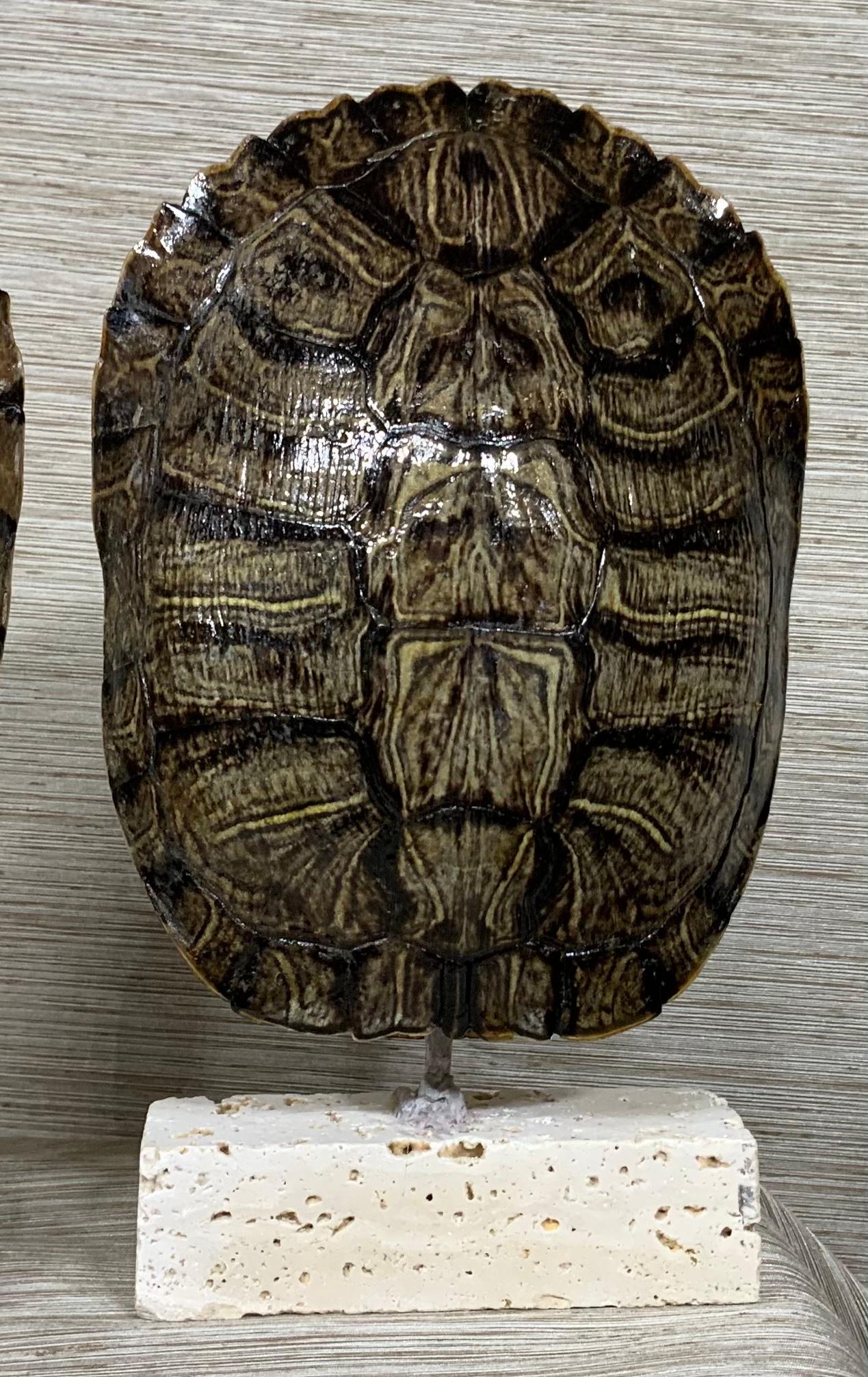 Decorative fresh water turtle shells professionally mounted on coral base, the shells are cleaned and seal with clear protective satin finish.
Beautiful natural piece of art for display.
Shells size only without the base: 6”.5 x 5”. 6”.5 x 5”.