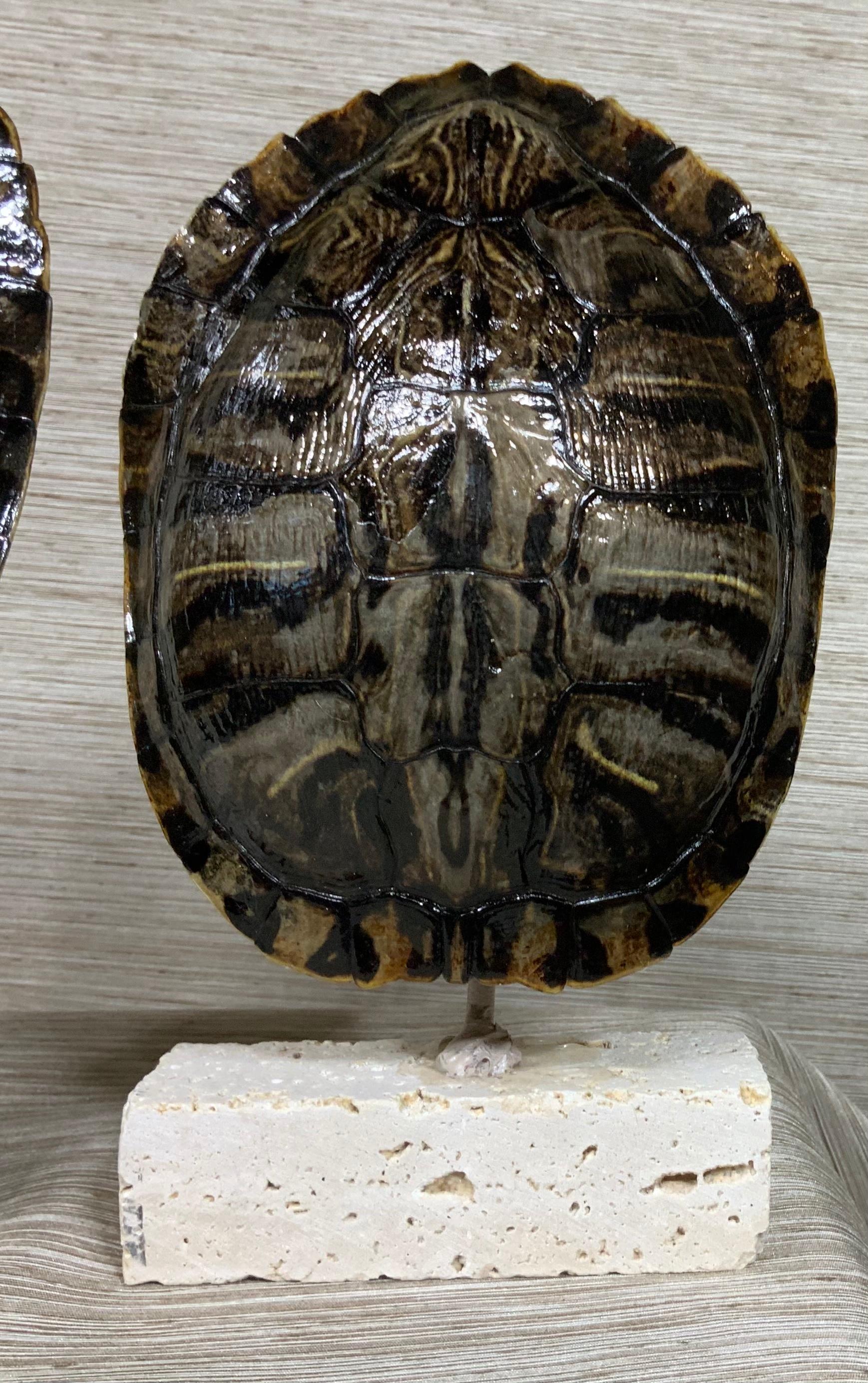 Decorative fresh water turtle shells professionally mounted on coral base, the shells are cleaned and seal with clear protective satin finish.
Beautiful natural piece of art for display.
Shells size only without the base: 6” x 4”.5. 6” x 4”.5.