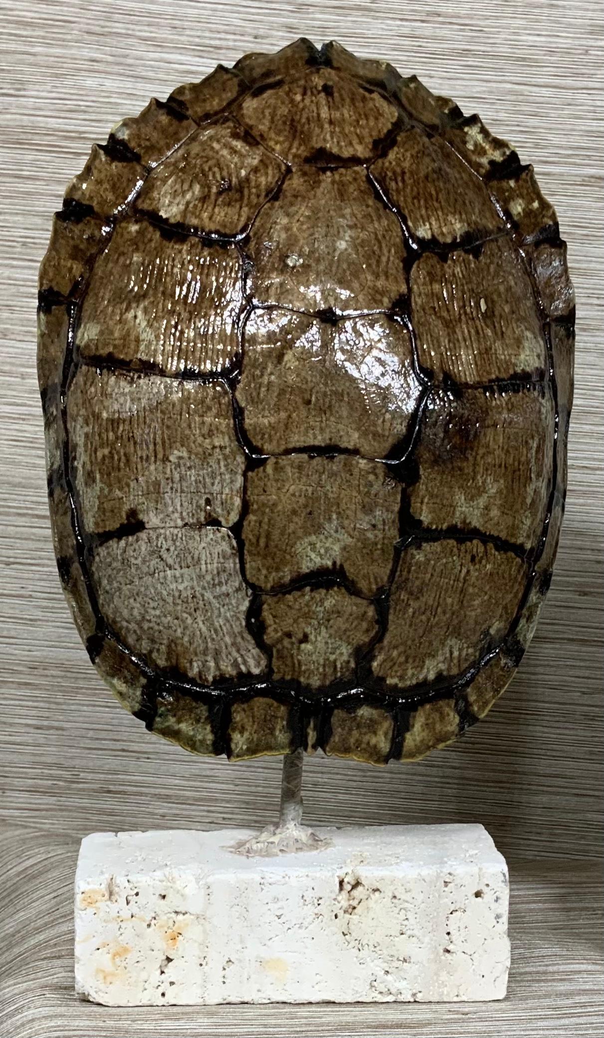 Pair of Small Genuine American Fresh Water Turtle Shells In Good Condition In Delray Beach, FL