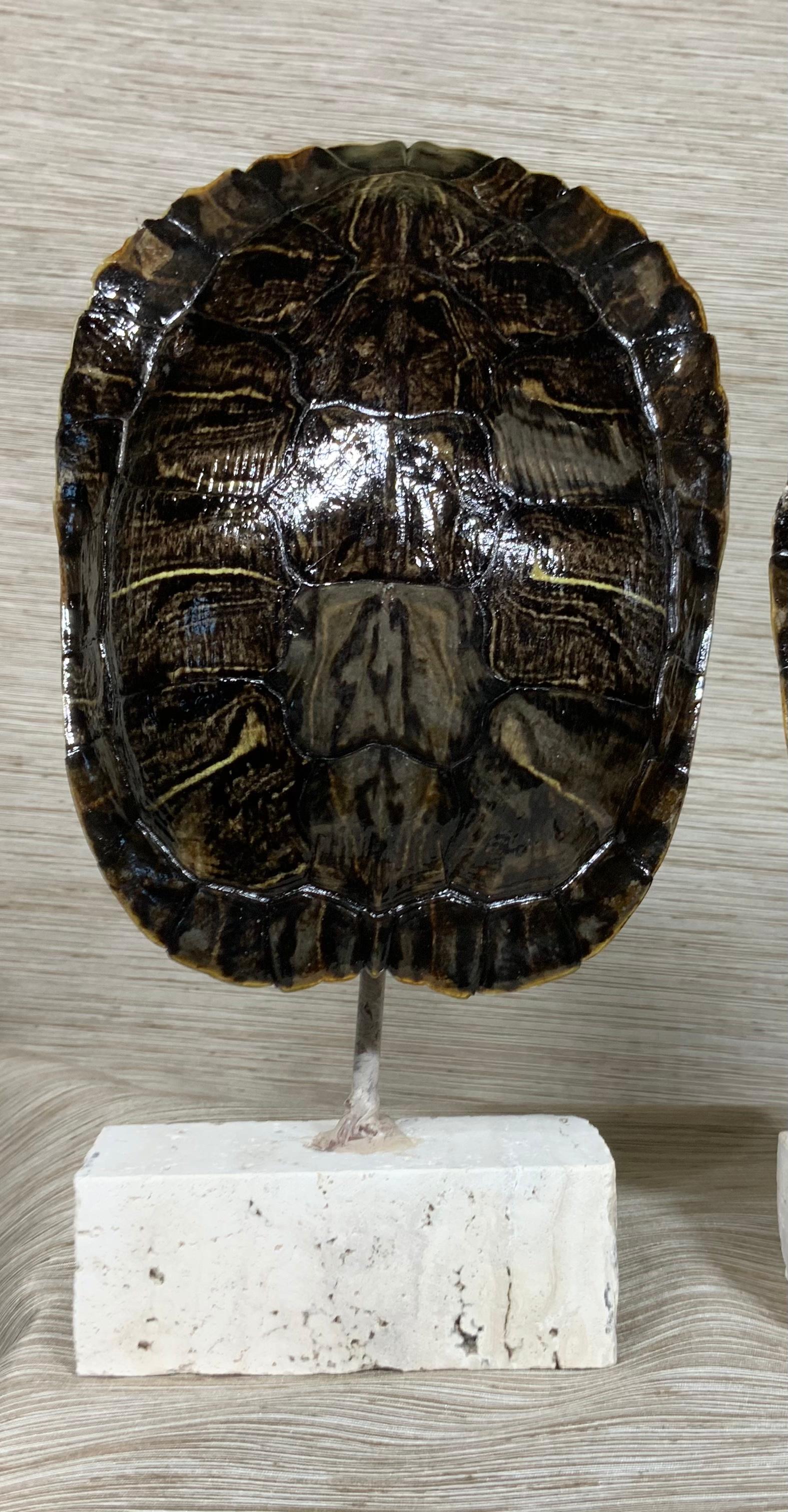 Pair of Small Genuine American Fresh Water Turtle Shells In Good Condition In Delray Beach, FL