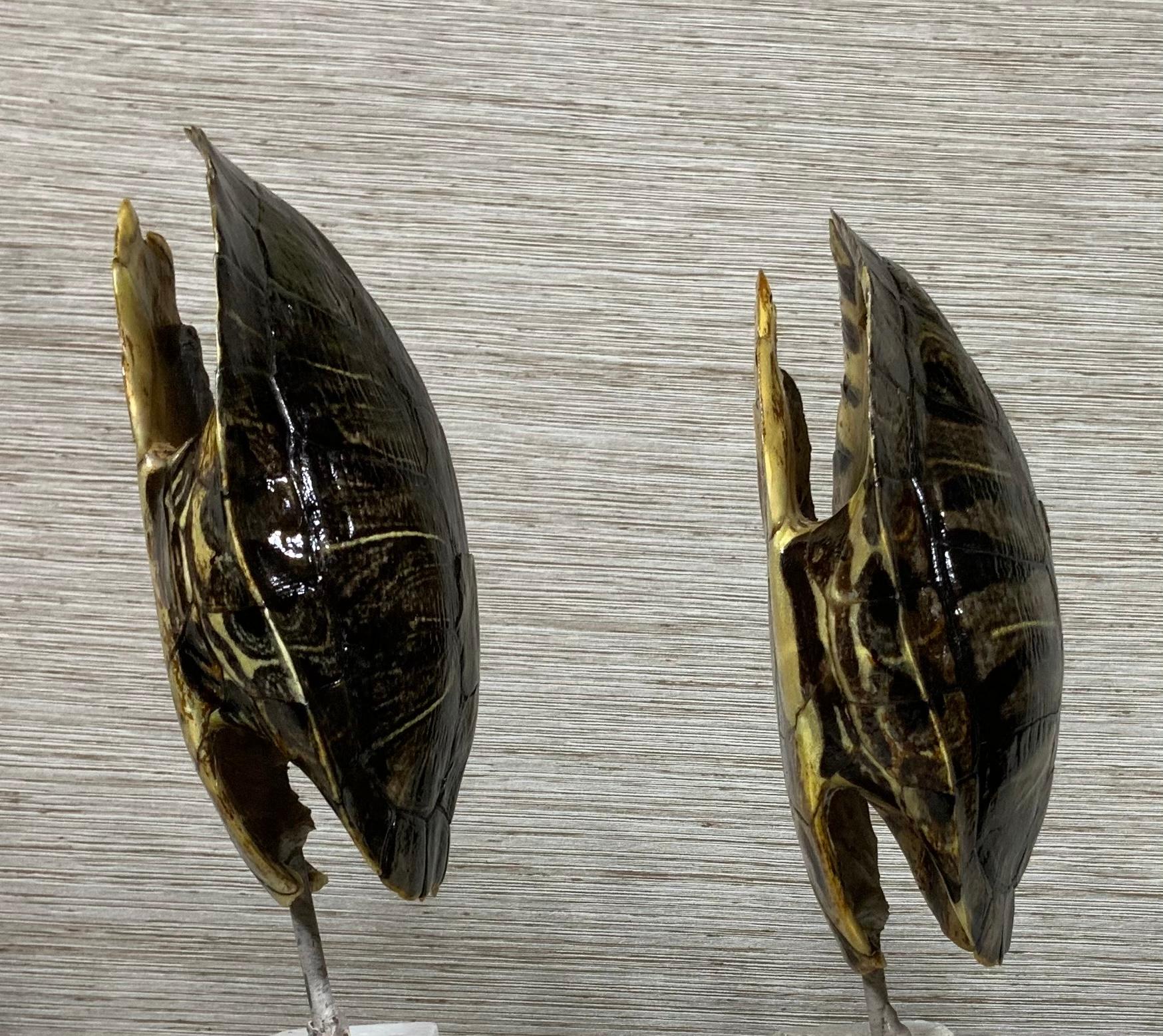 20th Century Pair of Small Genuine American Fresh Water Turtle Shells