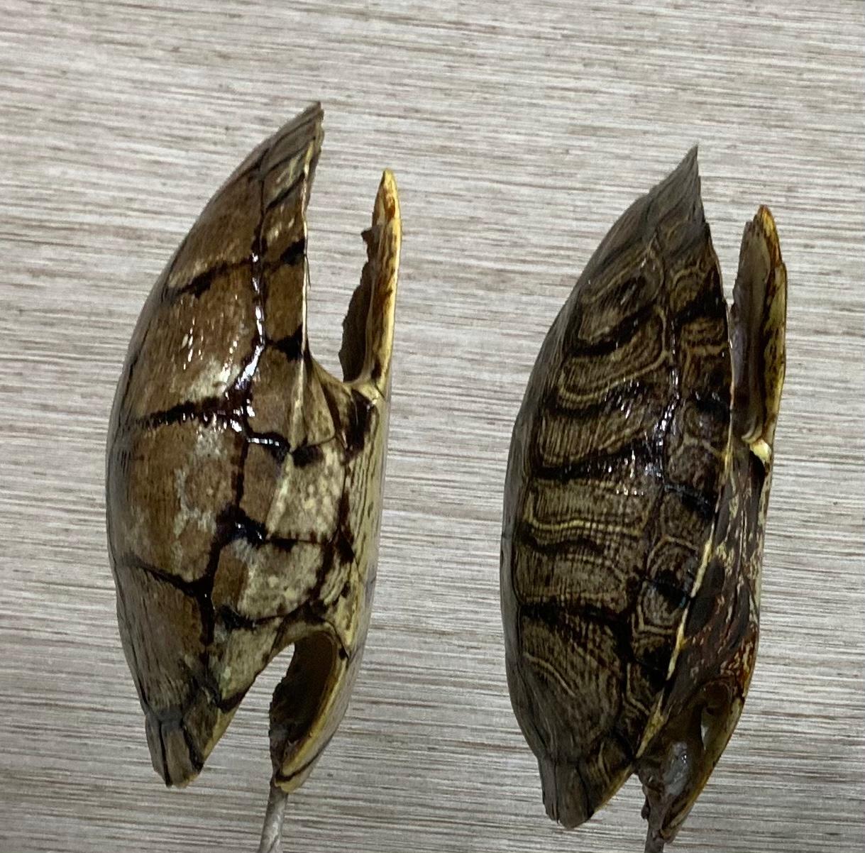 Pair of Small Genuine American Fresh Water Turtle Shells 1