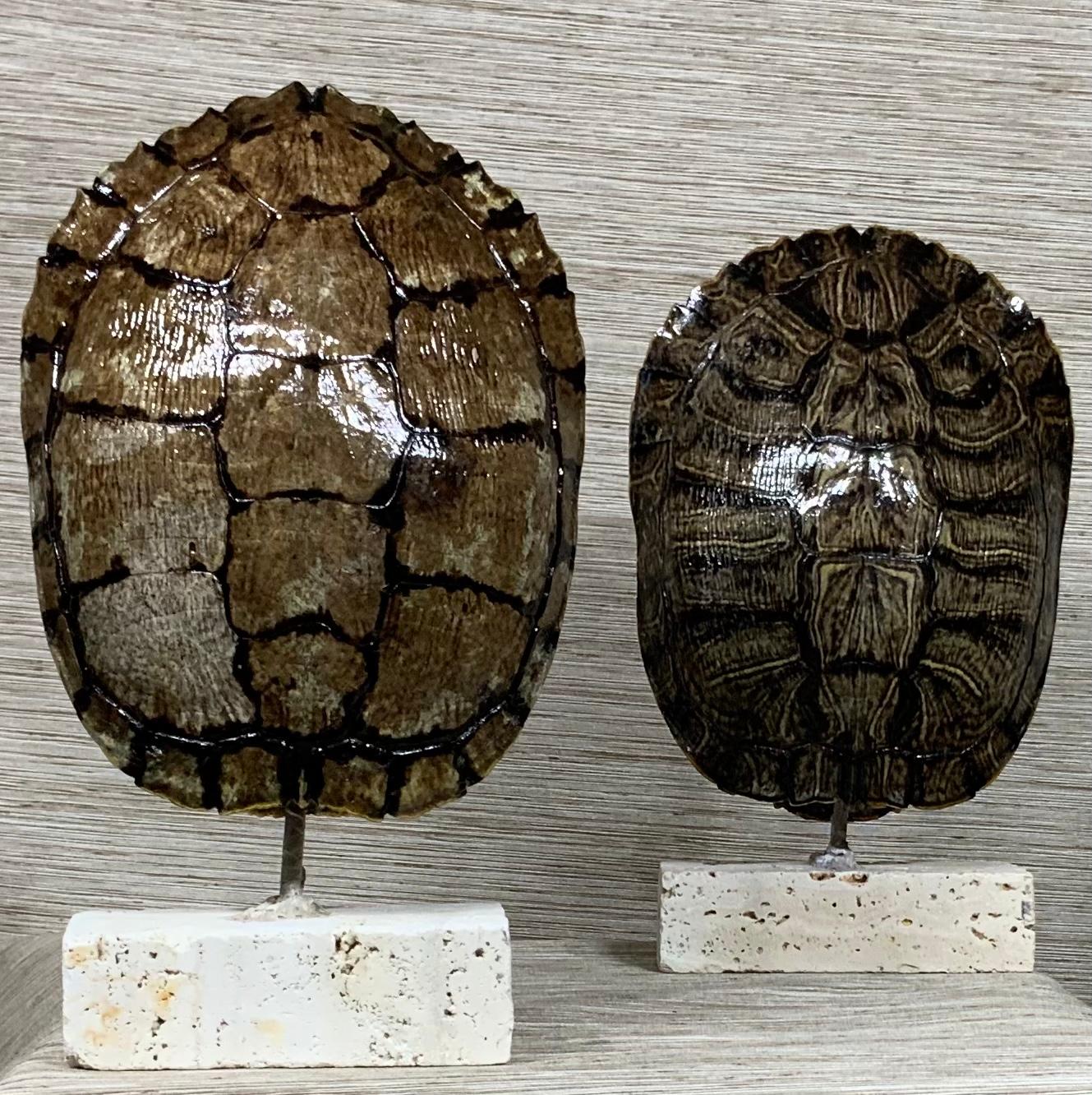 Pair of Small Genuine American Fresh Water Turtle Shells 2
