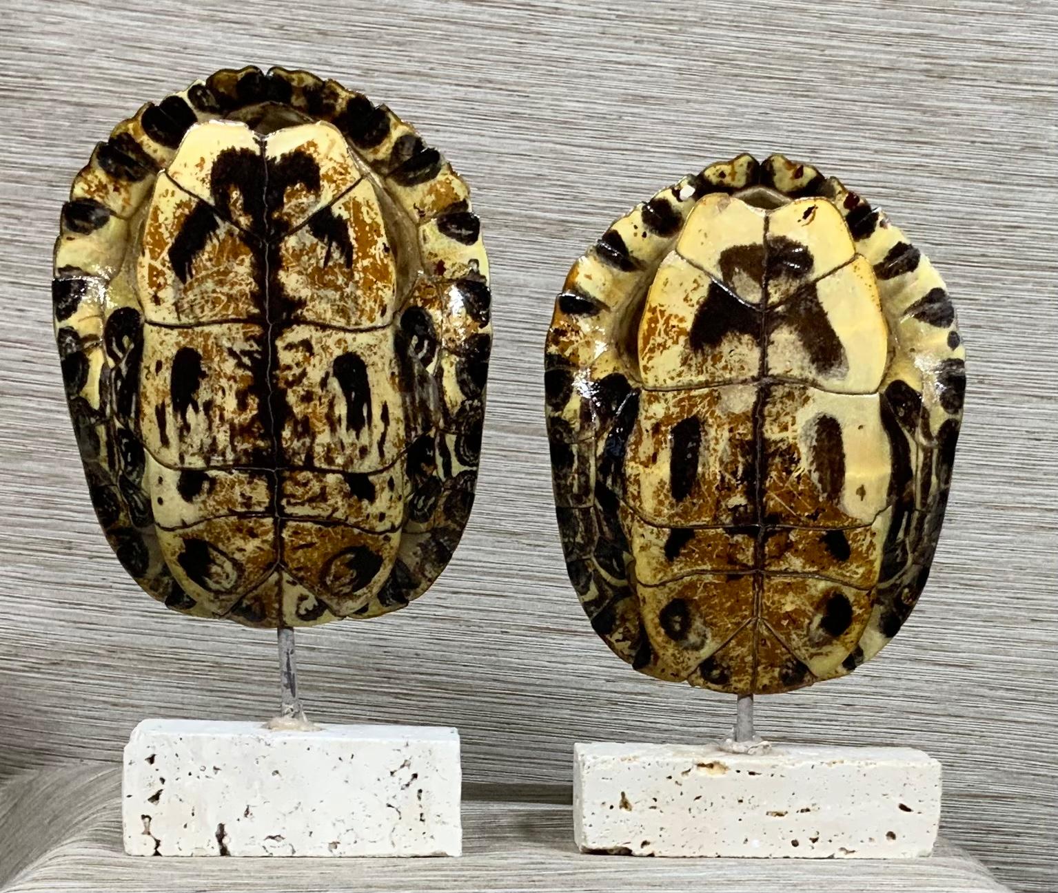 Pair of Small Genuine American Fresh Water Turtle Shells 1