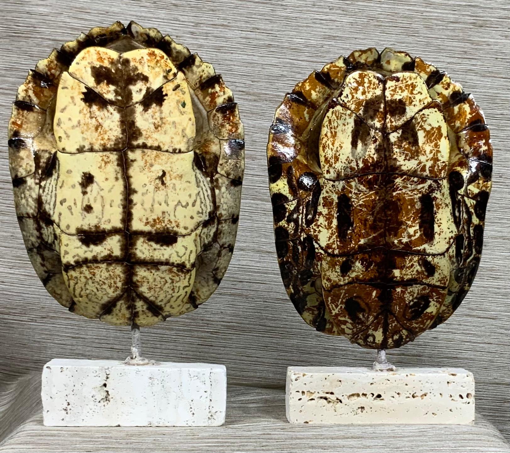 Pair of Small Genuine American Fresh Water Turtle Shells 3