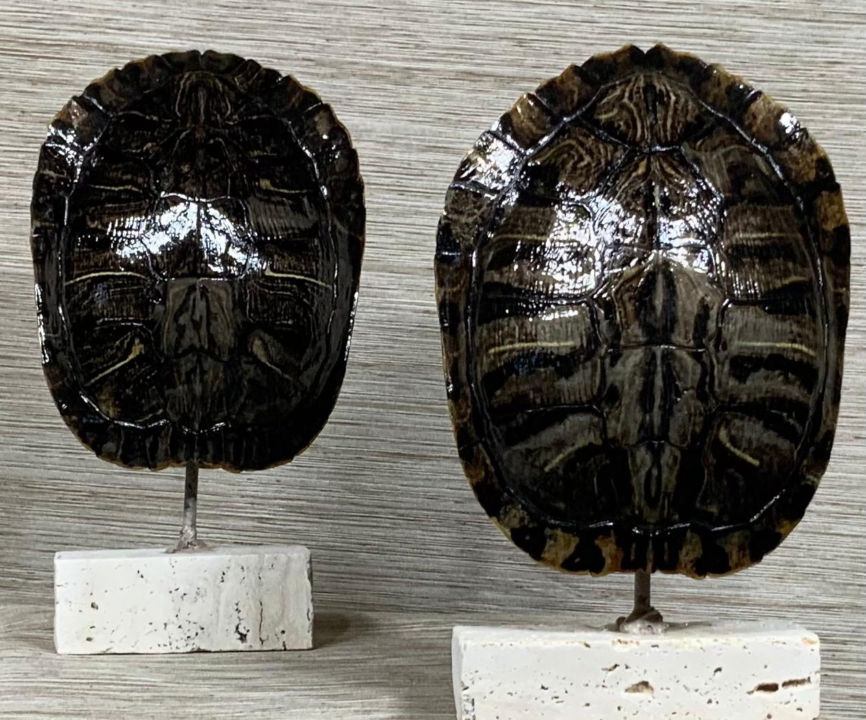 Pair of Small Genuine American Fresh Water Turtle Shells 2