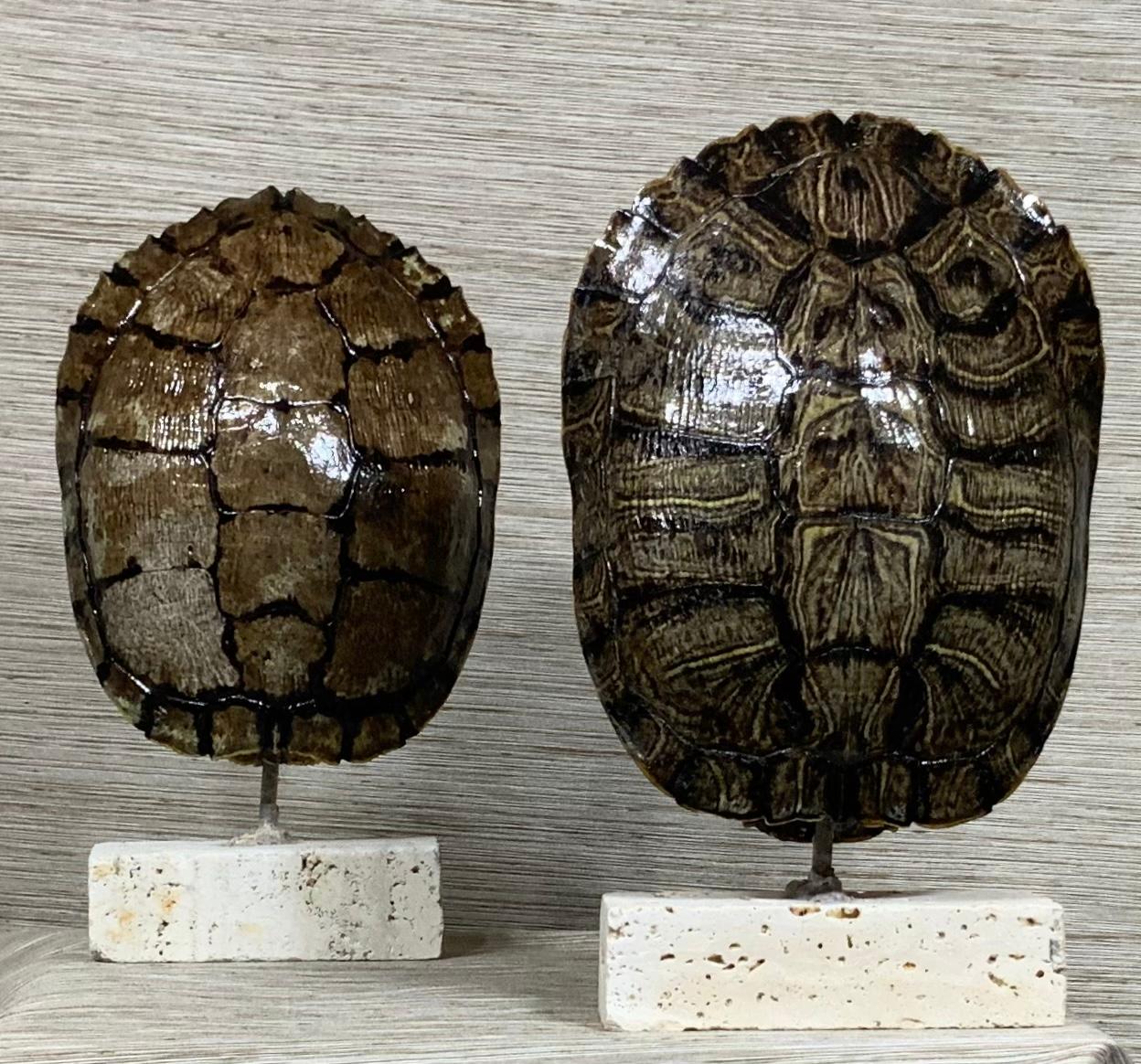 Pair of Small Genuine American Fresh Water Turtle Shells 4