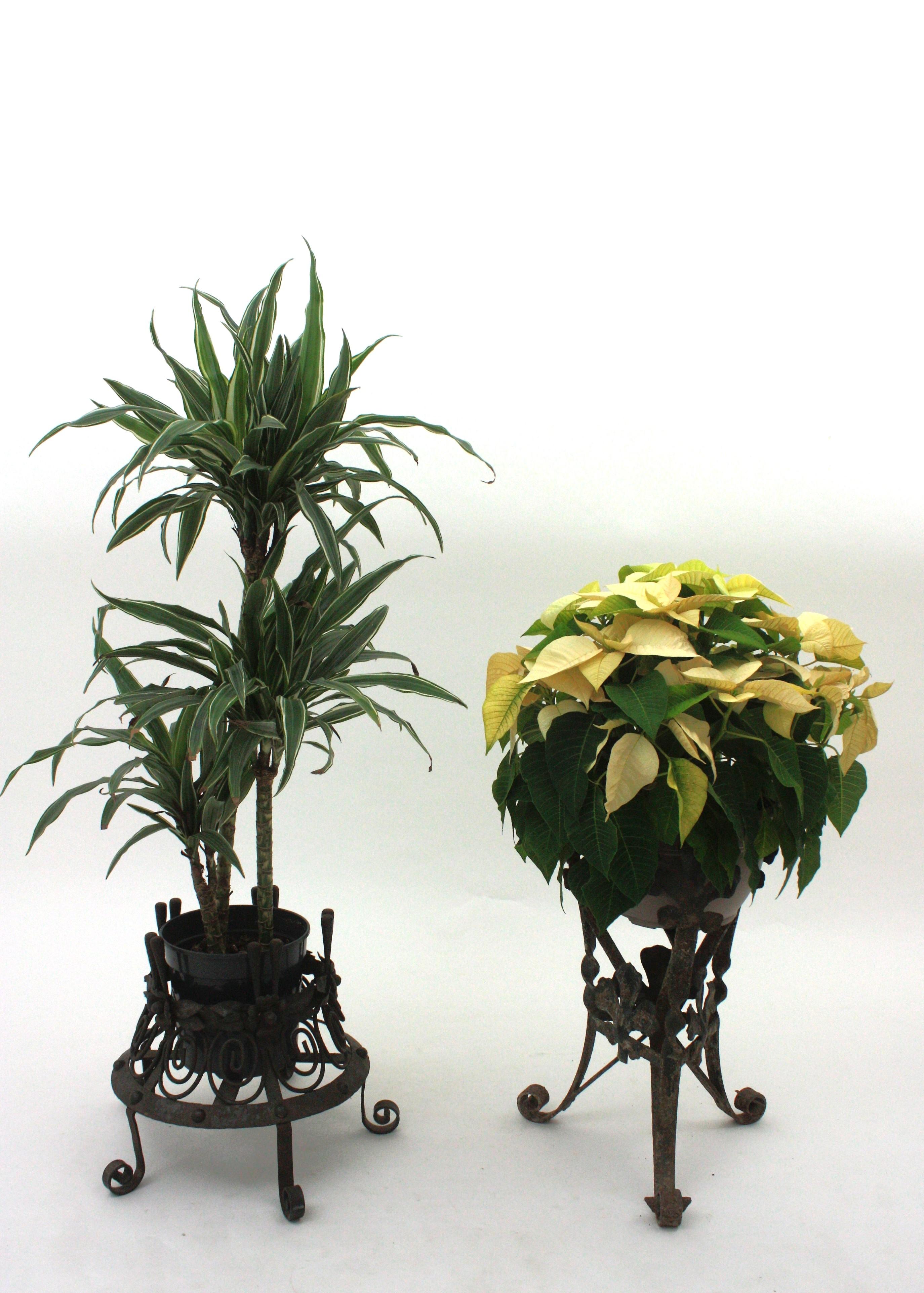 Pair of Spanish Wrought Iron Planters, 1940s For Sale 12
