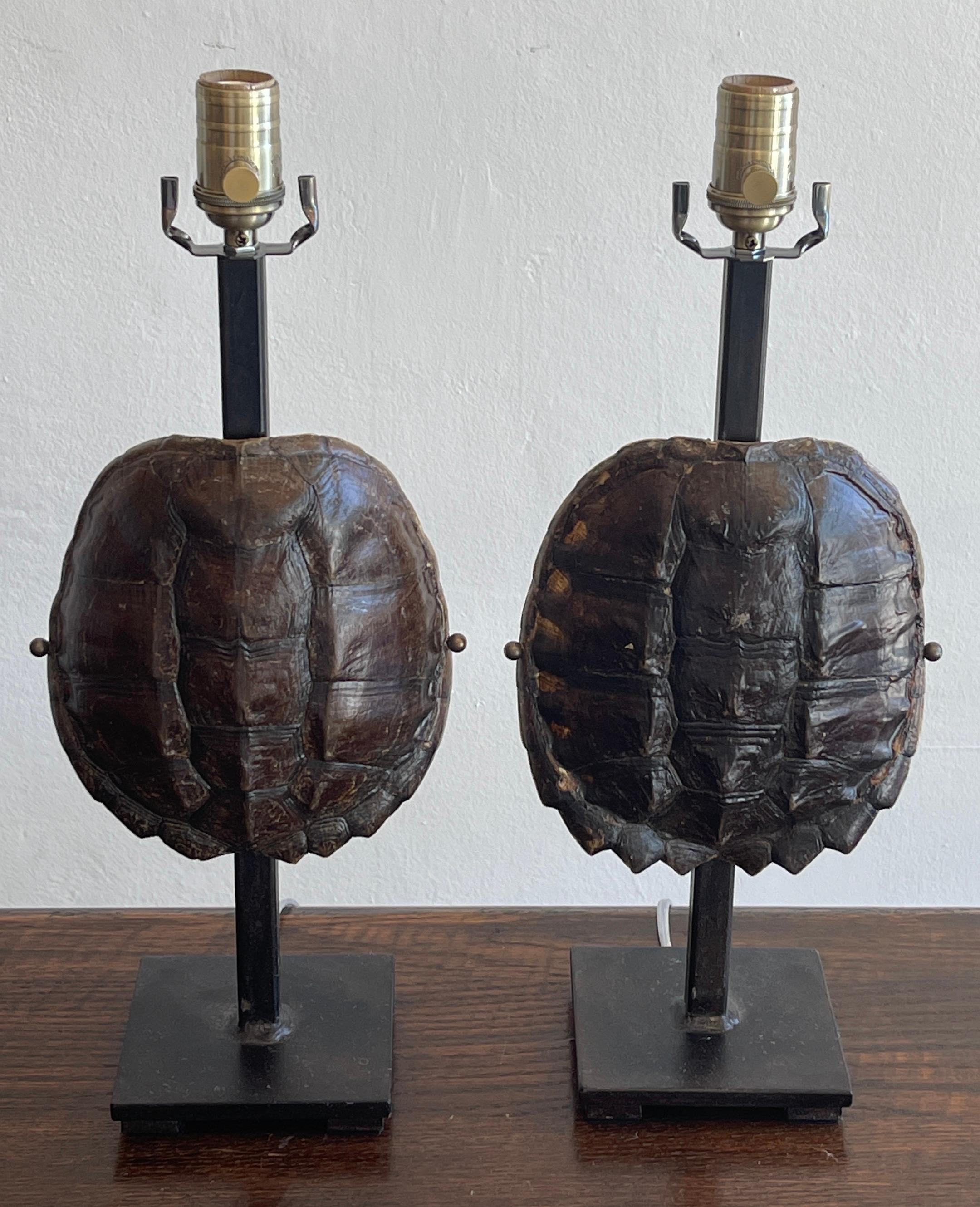 Pair of specimen tortoise shells, now as lamps
Each one museum mounted on 5-inch square iron stands. New wiring.
Each lamp measures 5-inch base x 8-inches wide x 13.5 inches to top of the shell, 19-inches to the socket.
   