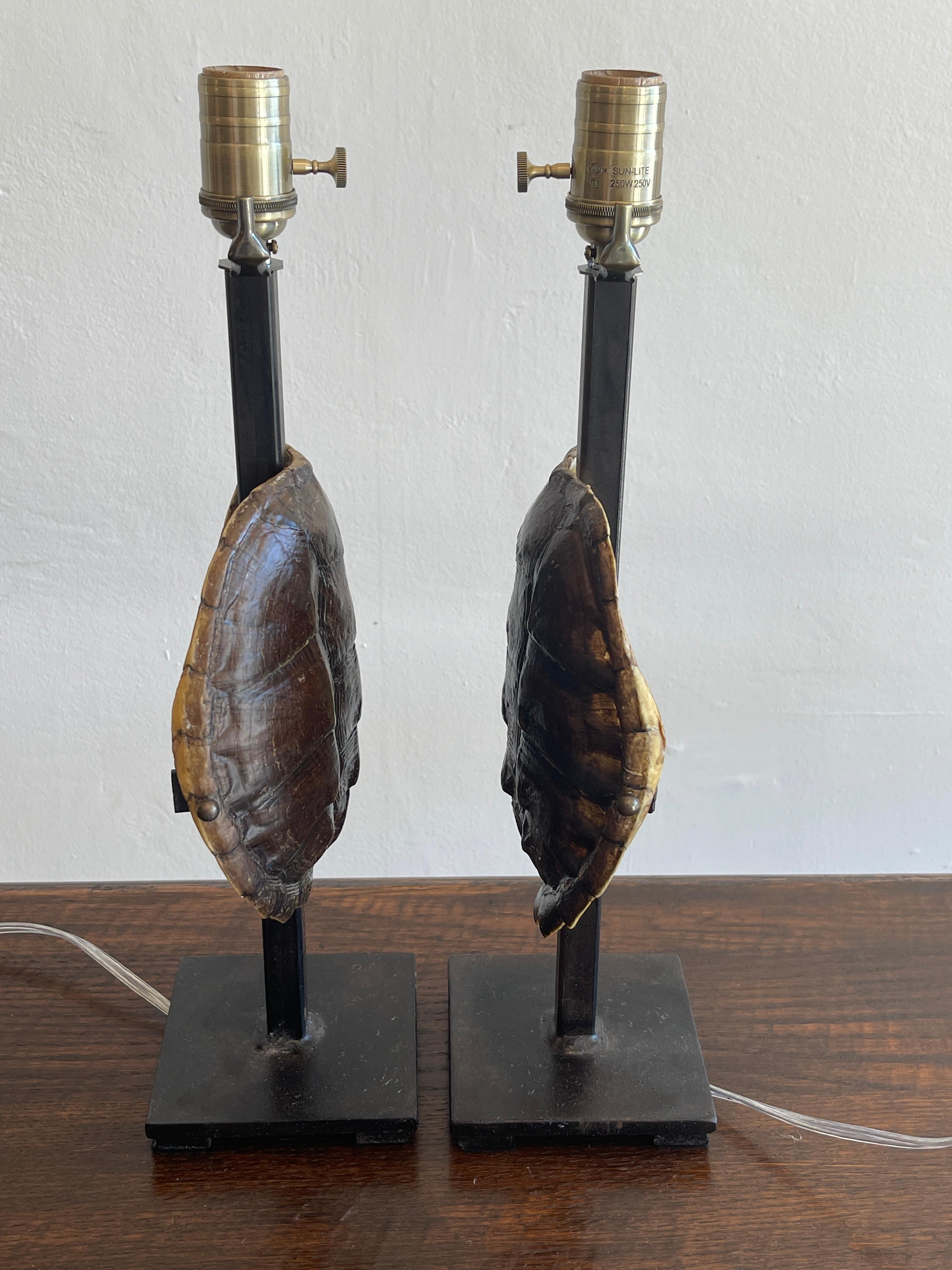 Modern Pair of Specimen Tortoise Shells, Now as Lamps