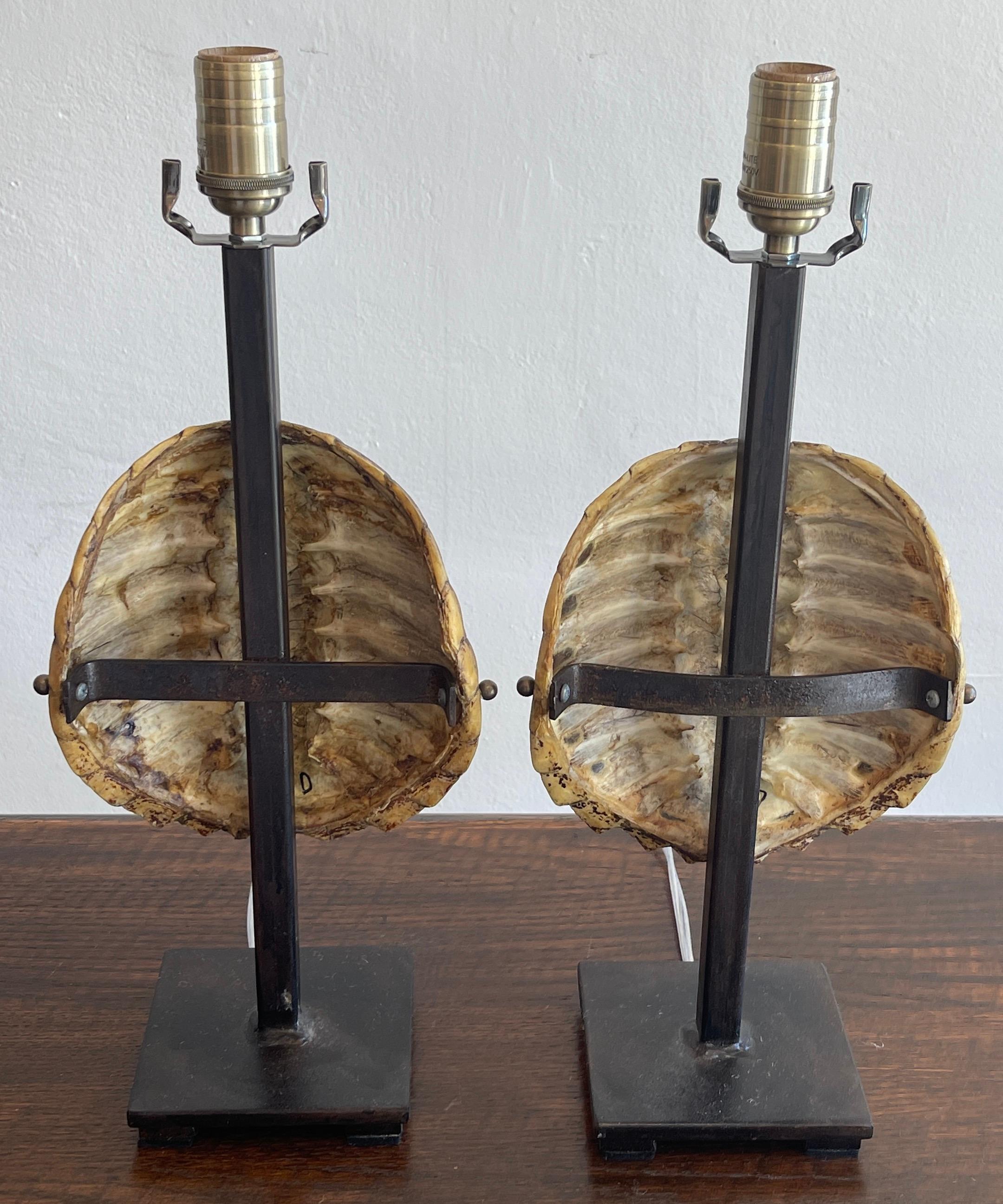 American Pair of Specimen Tortoise Shells, Now as Lamps