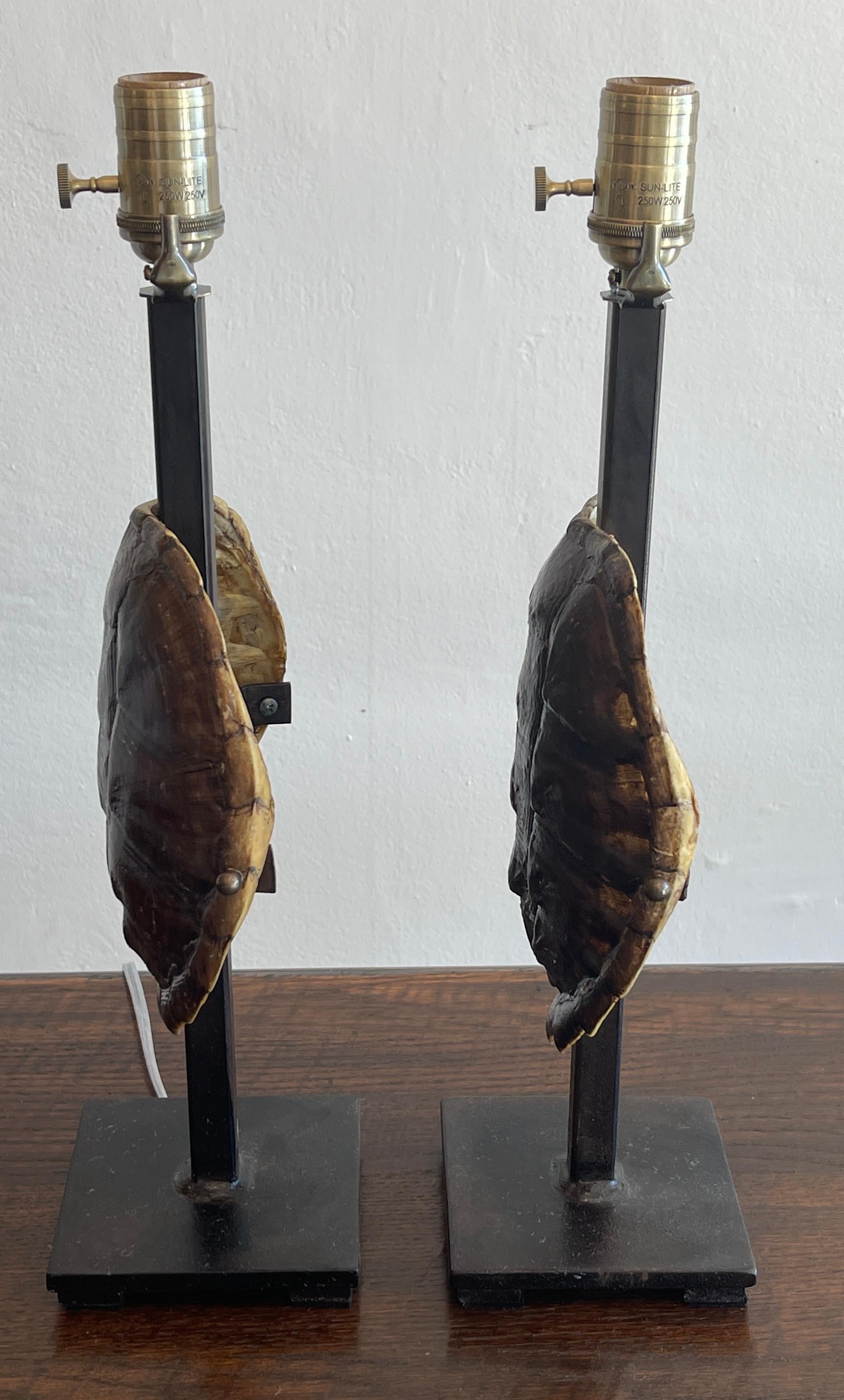 Pair of Specimen Tortoise Shells, Now as Lamps In Good Condition In West Palm Beach, FL