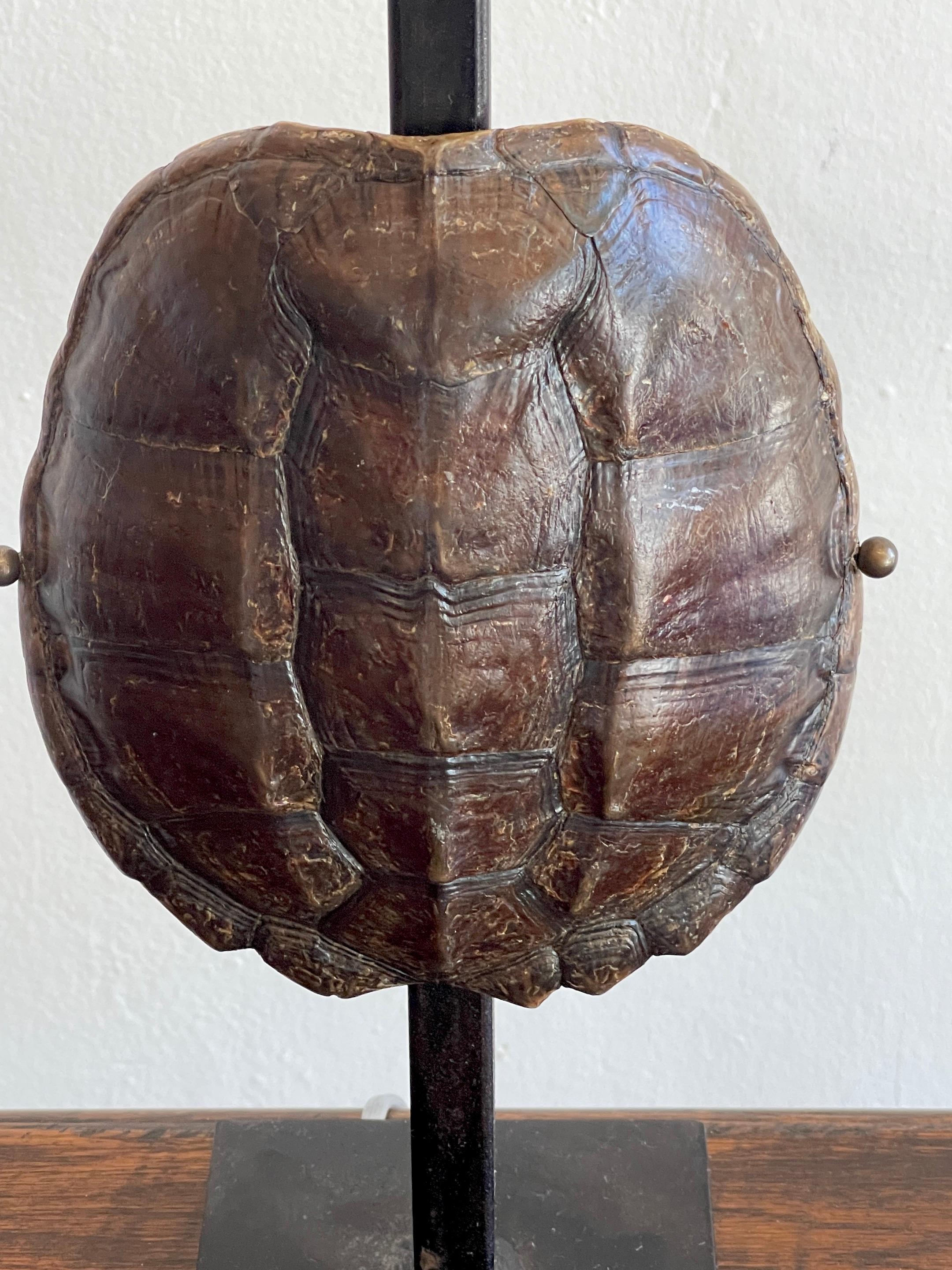 Iron Pair of Specimen Tortoise Shells, Now as Lamps