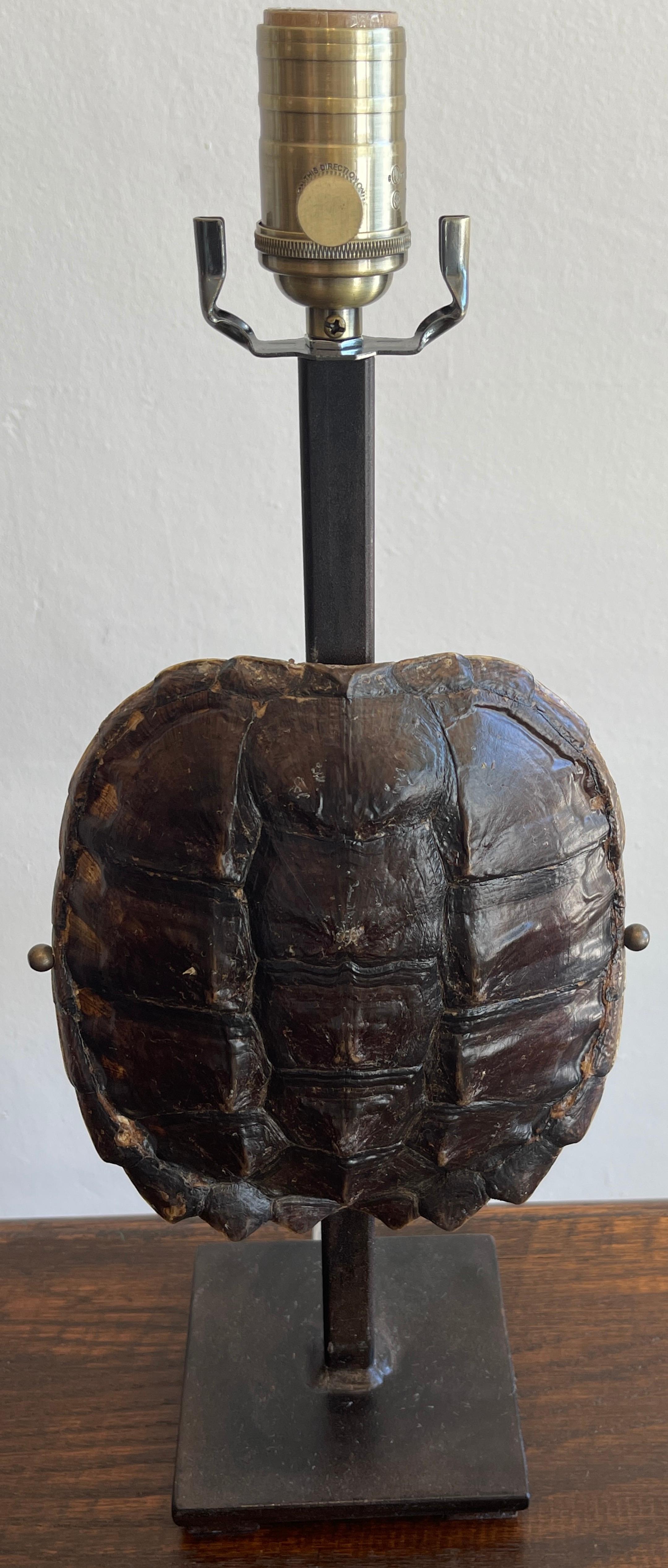 Pair of Specimen Tortoise Shells, Now as Lamps 1