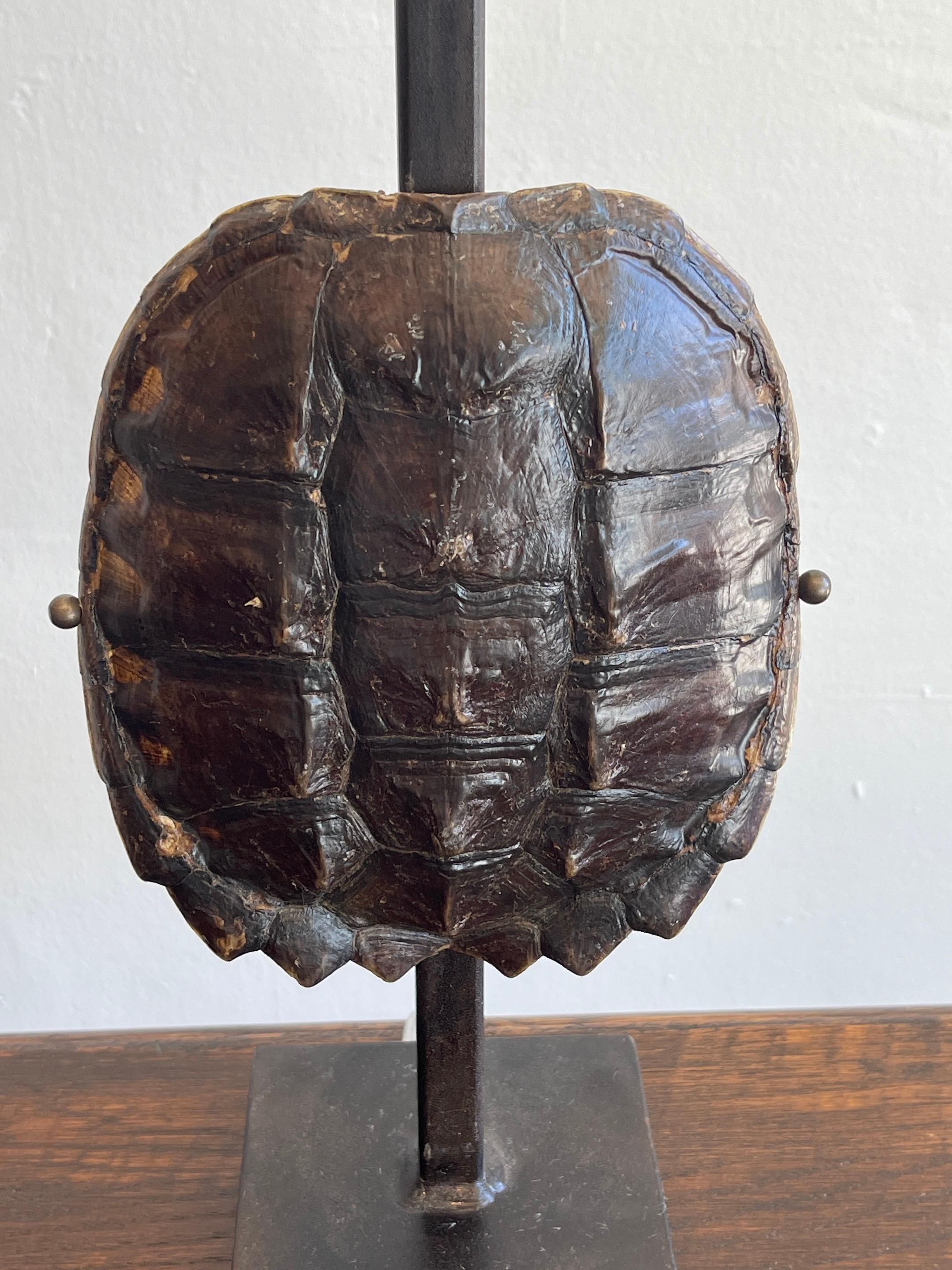 Pair of Specimen Tortoise Shells, Now as Lamps 2