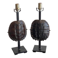 Pair of Specimen Tortoise Shells, Now as Lamps