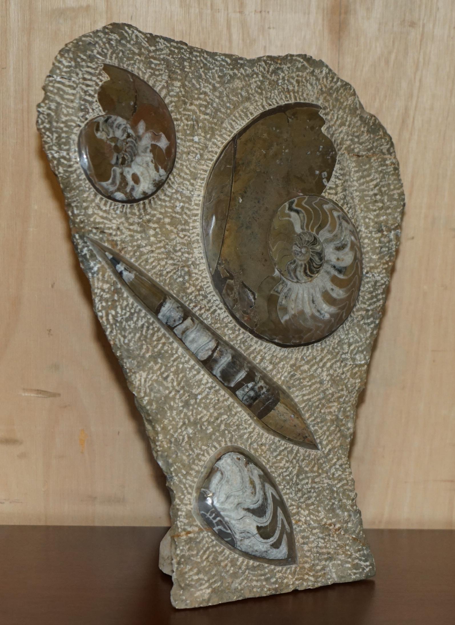 PAIR OF STANDiNG ANCIENT FOSSIL AMMONITE ORTHOCERAS SCULPTURES 53 & 44CM HIGH For Sale 3