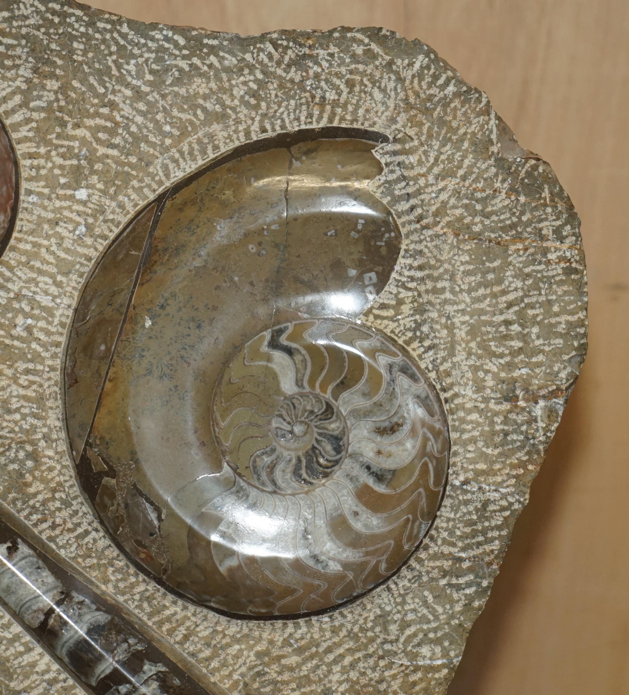 PAIR OF STANDiNG ANCIENT FOSSIL AMMONITE ORTHOCERAS SCULPTURES 53 & 44CM HIGH For Sale 6