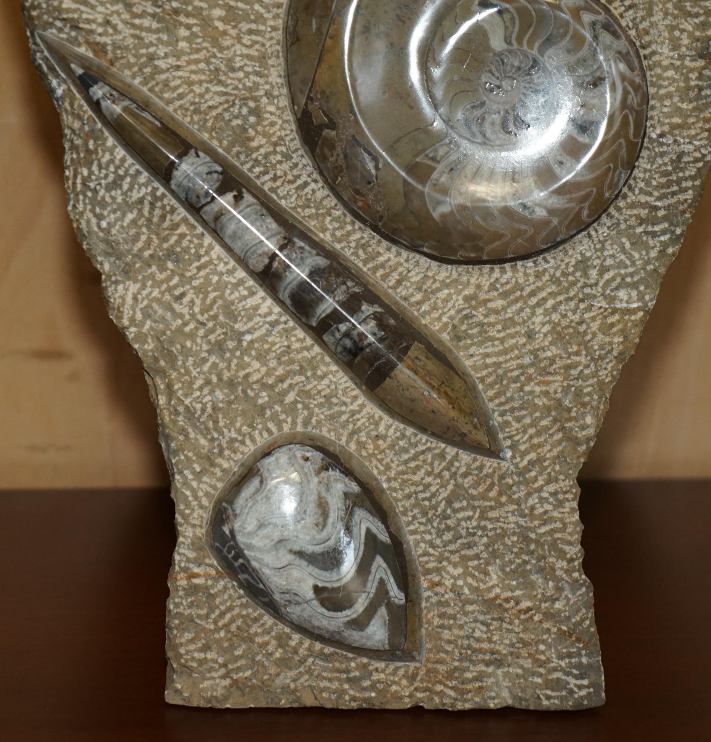 PAIR OF STANDiNG ANCIENT FOSSIL AMMONITE ORTHOCERAS SCULPTURES 53 & 44CM HIGH For Sale 7