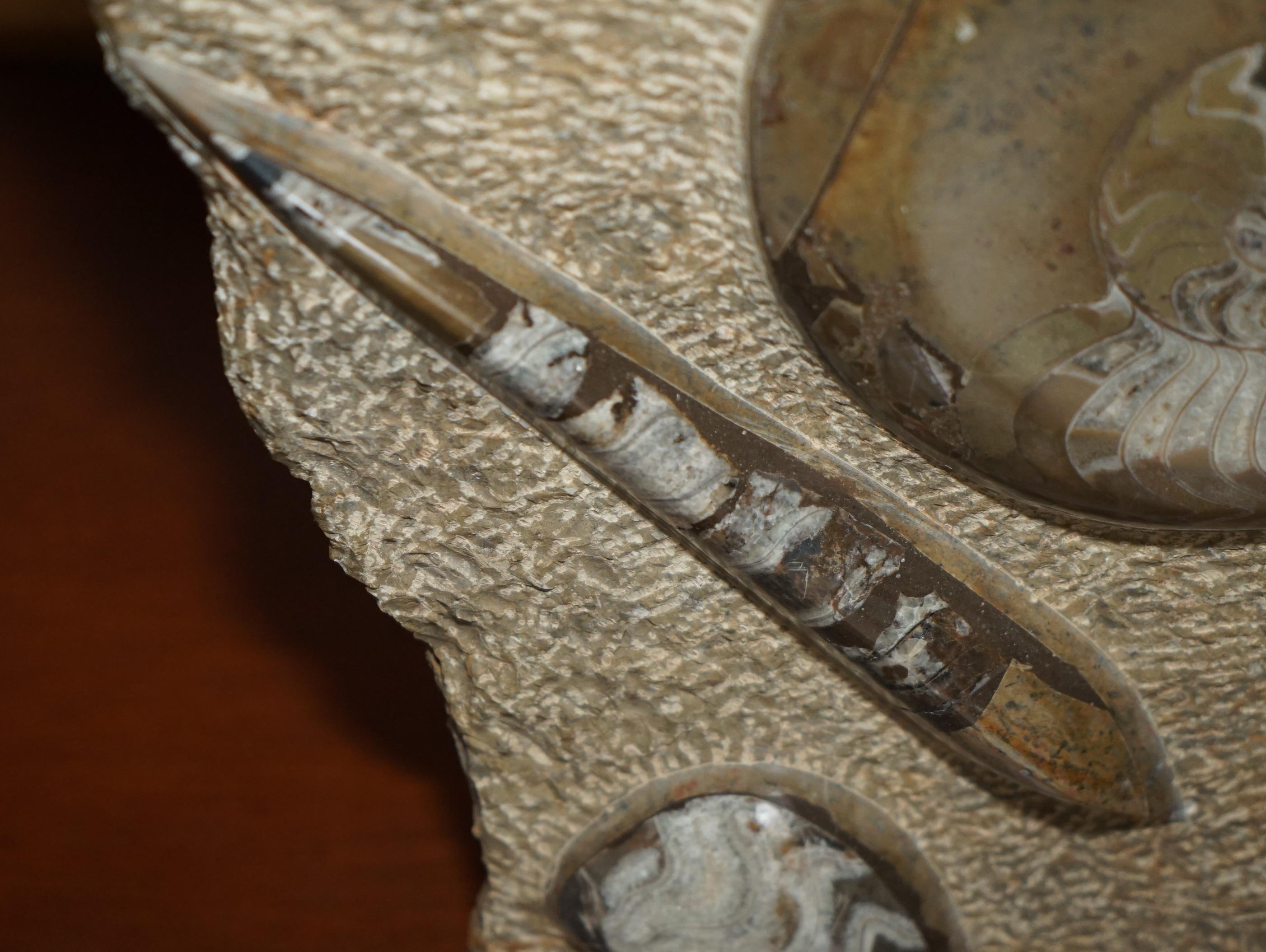 PAIR OF STANDiNG ANCIENT FOSSIL AMMONITE ORTHOCERAS SCULPTURES 53 & 44CM HIGH For Sale 10