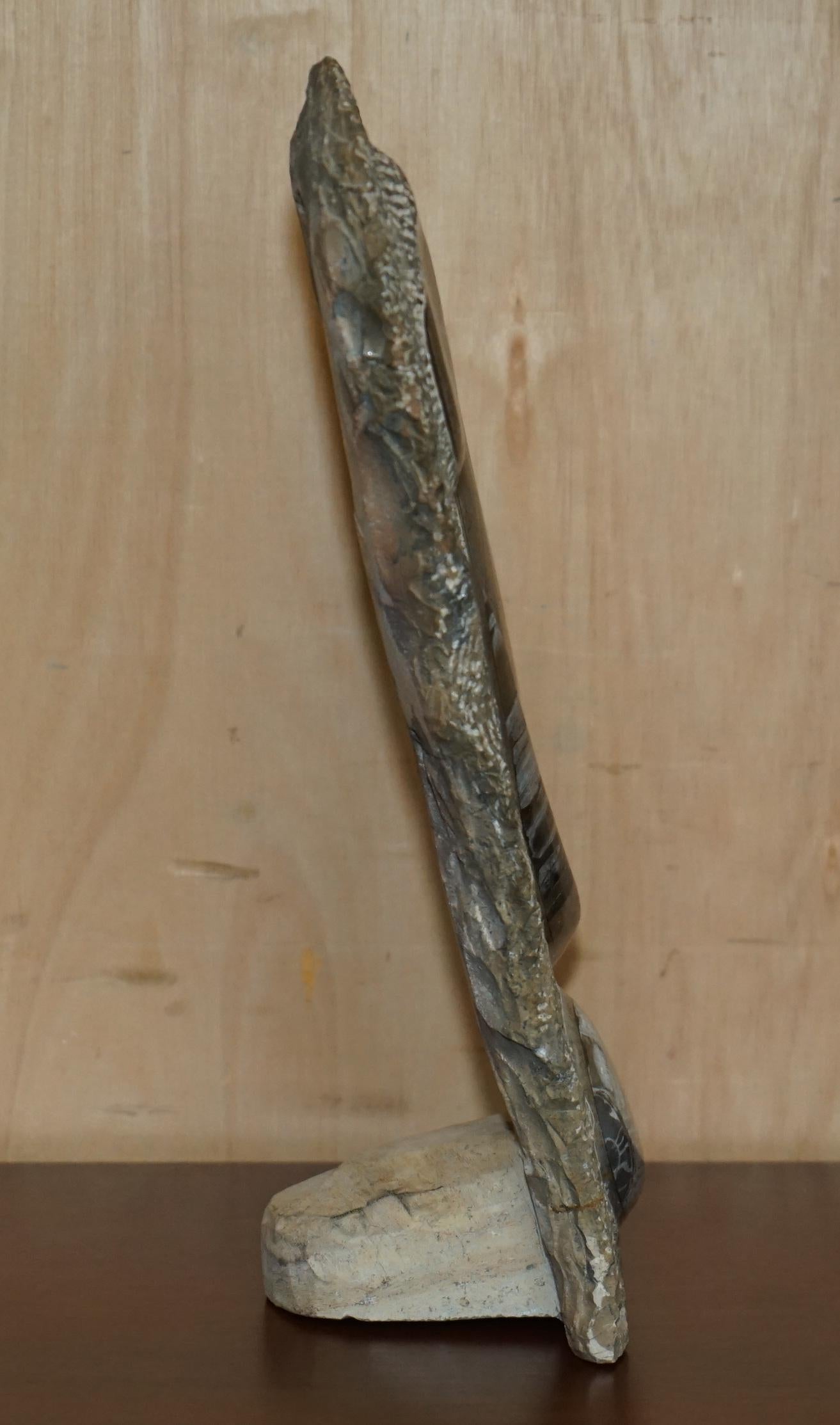 PAIR OF STANDiNG ANCIENT FOSSIL AMMONITE ORTHOCERAS SCULPTURES 53 & 44CM HIGH For Sale 11