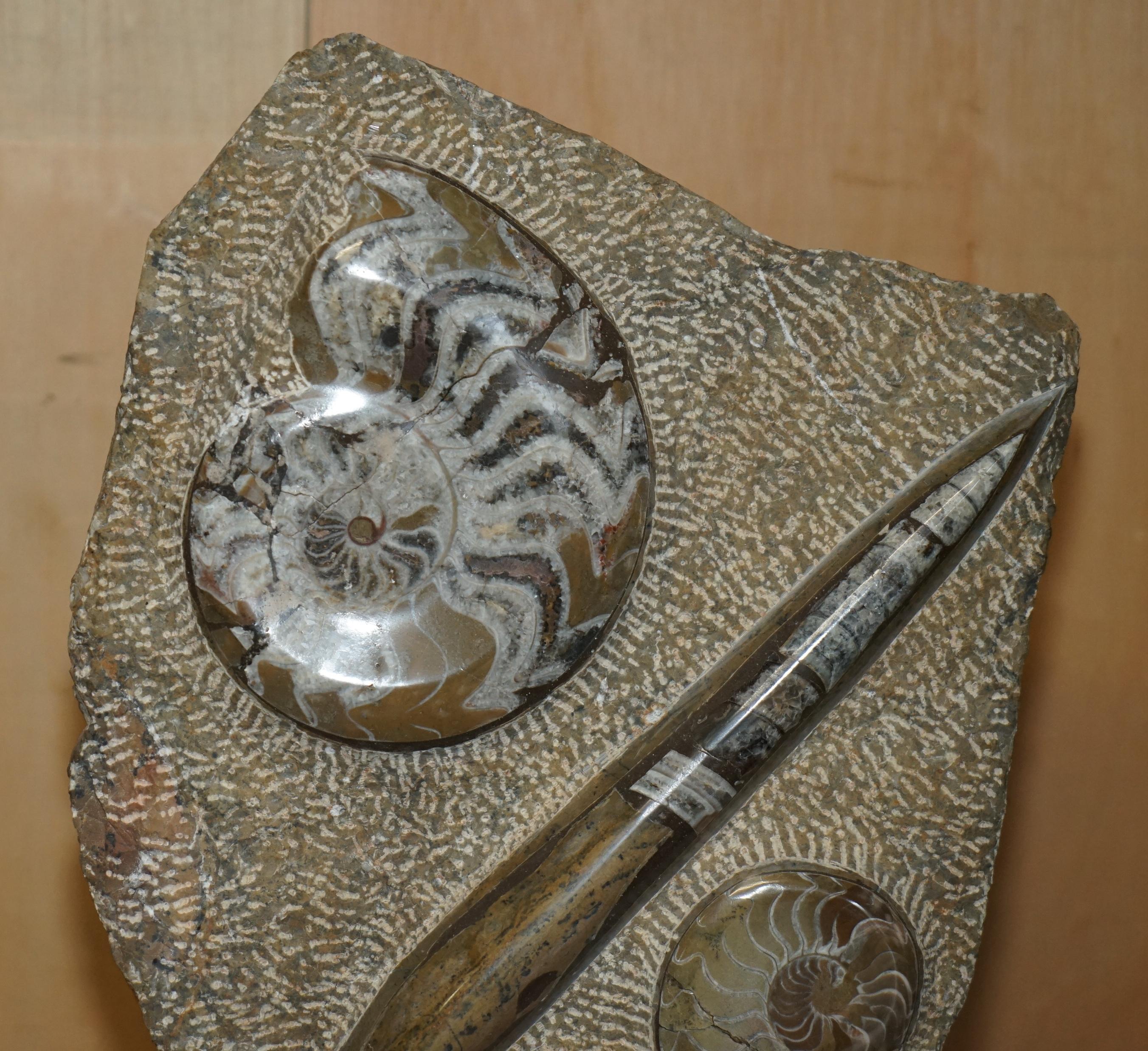 Hand-Crafted PAIR OF STANDiNG ANCIENT FOSSIL AMMONITE ORTHOCERAS SCULPTURES 53 & 44CM HIGH For Sale