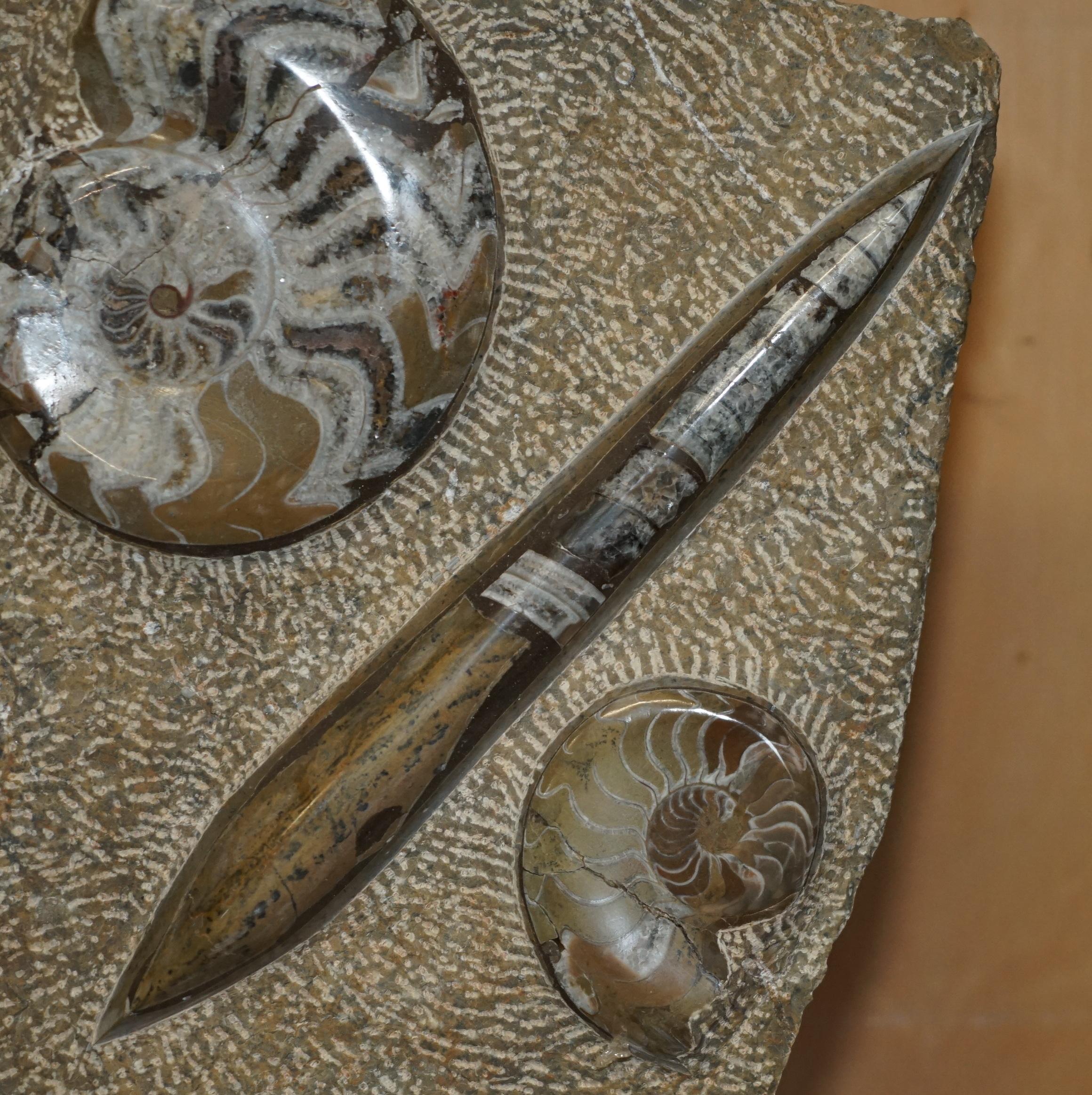 PAIR OF STANDiNG ANCIENT FOSSIL AMMONITE ORTHOCERAS SCULPTURES 53 & 44CM HIGH In Good Condition For Sale In West Sussex, Pulborough