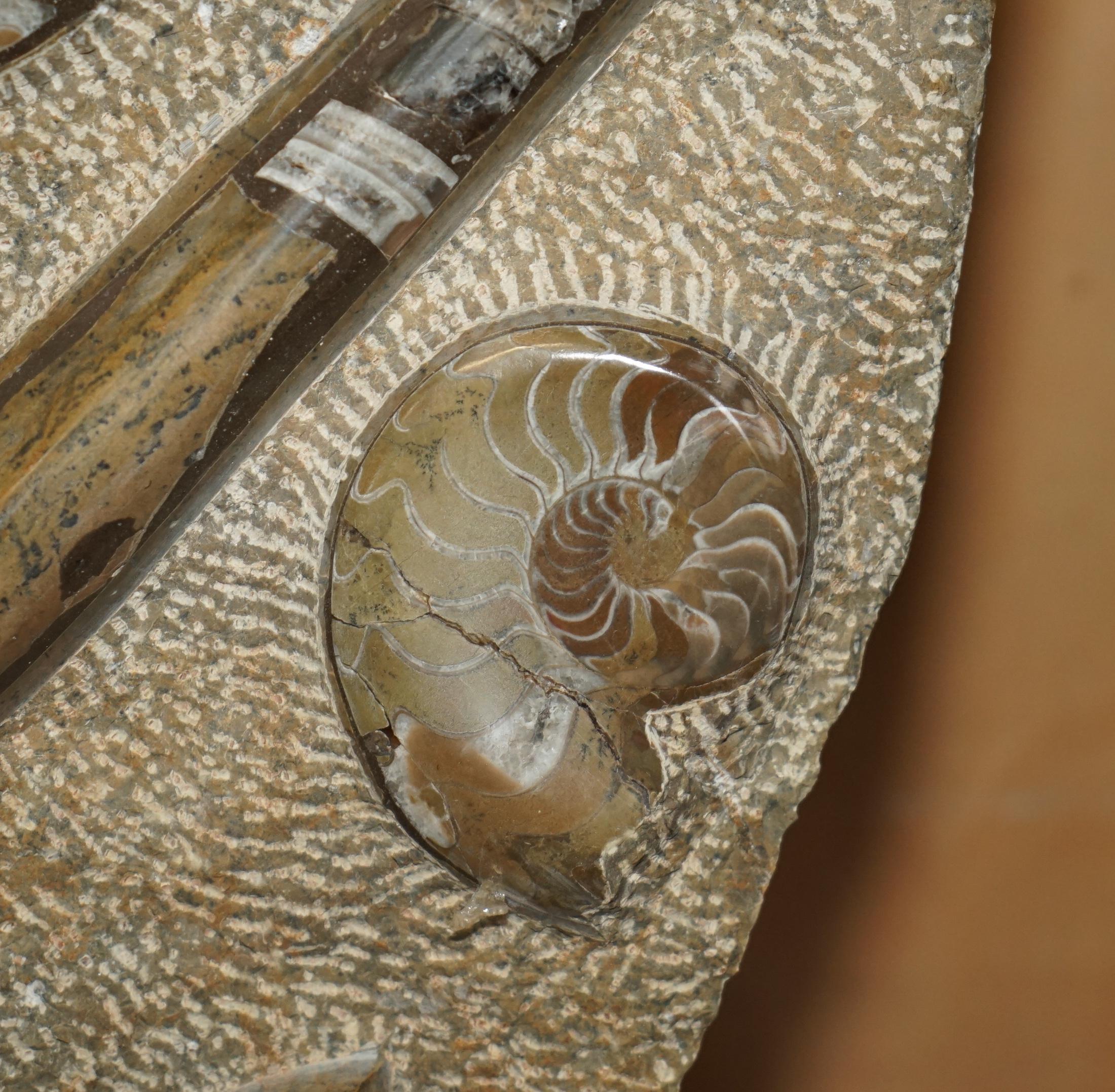 18th Century and Earlier PAIR OF STANDiNG ANCIENT FOSSIL AMMONITE ORTHOCERAS SCULPTURES 53 & 44CM HIGH For Sale