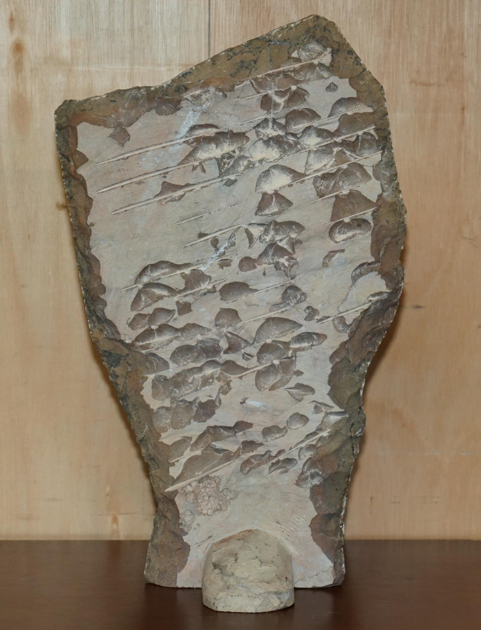 PAIR OF STANDiNG ANCIENT FOSSIL AMMONITE ORTHOCERAS SCULPTURES 53 & 44CM HIGH For Sale 2