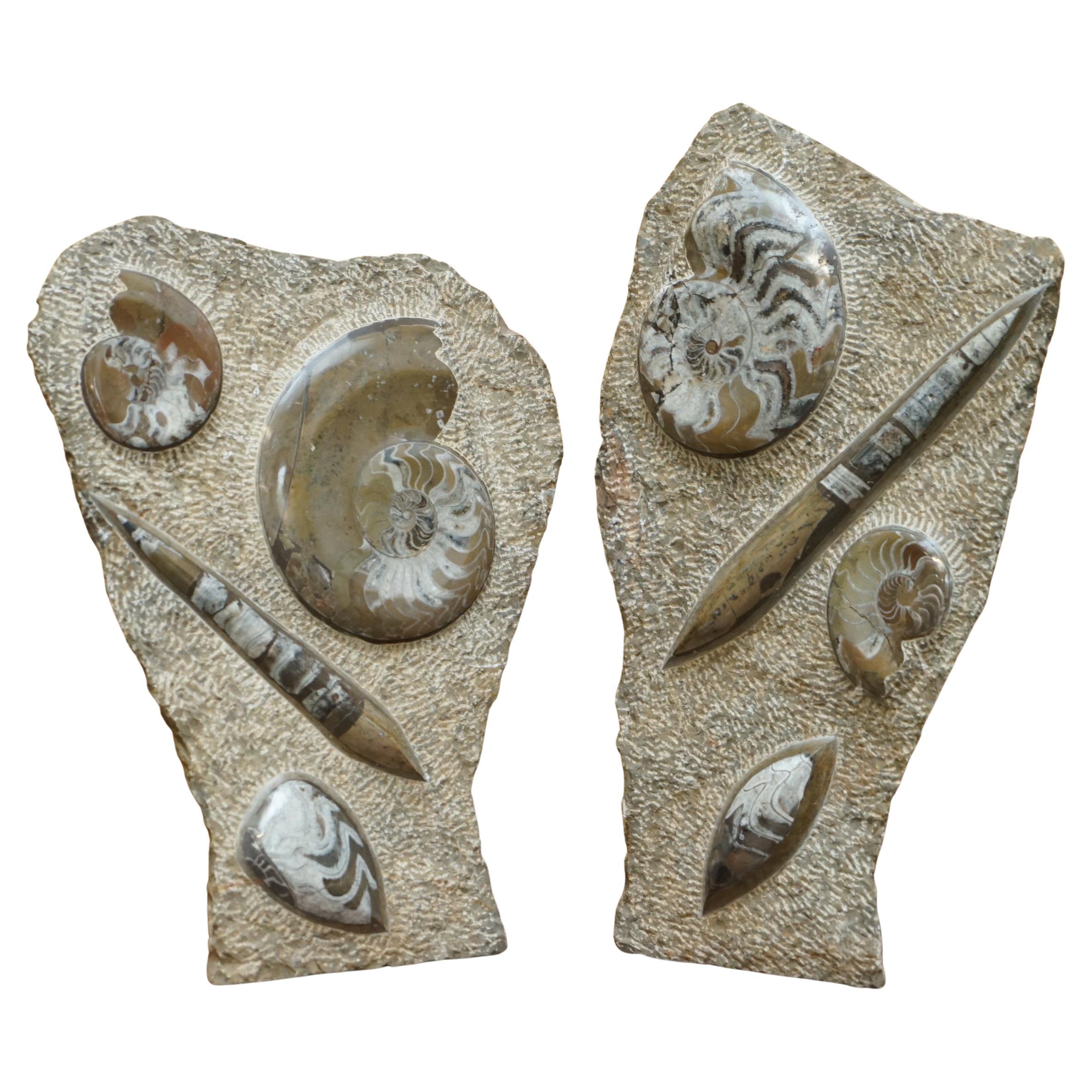PAIR OF STANDiNG ANCIENT FOSSIL AMMONITE ORTHOCERAS SCULPTURES 53 & 44CM HIGH
